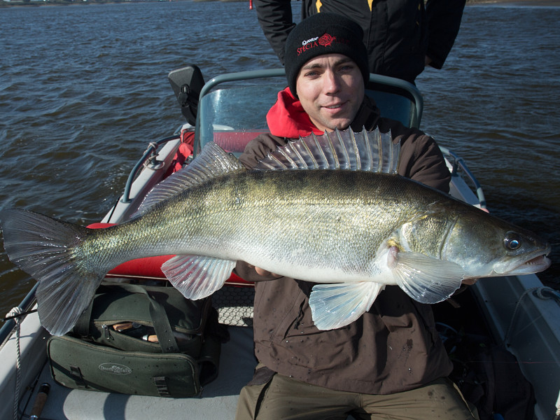 Zander (Sander lucioperca) beim Gummifischangeln auf der Elbe