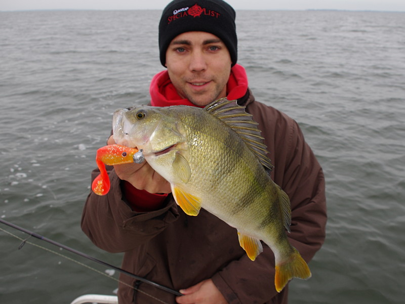 Schöner Barsch auf Quantum Battle Shad beim Angeln an den Bodden bei Rügen.