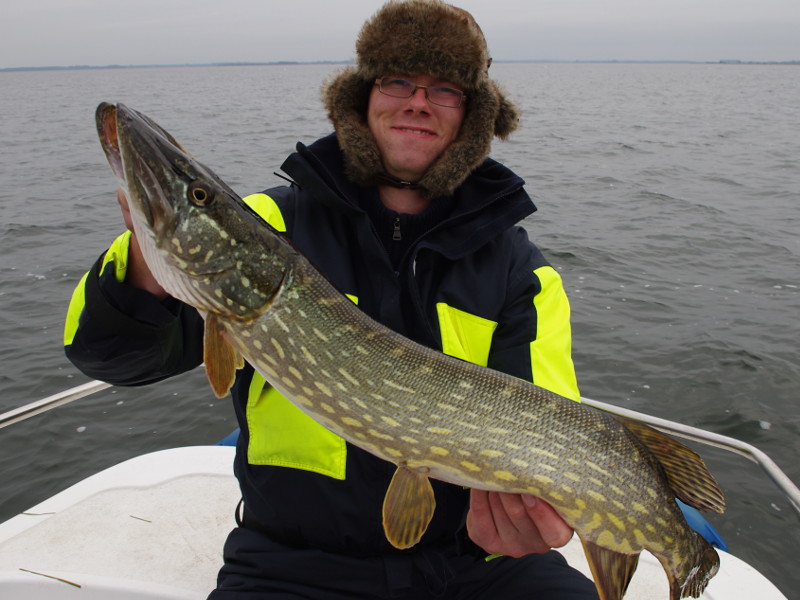 Esox lucius beim Angeln im Flachwasser an den Bodden bei Rügen.