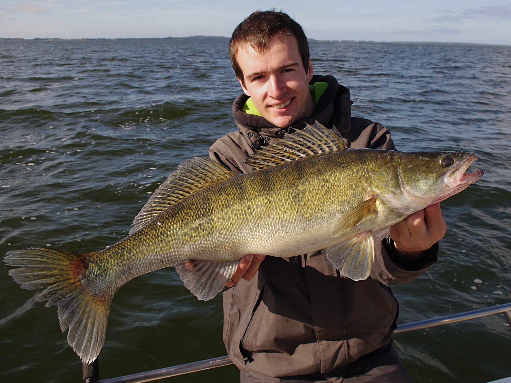 Zander beim Angeln mit Gummifisch an den Bodden bei Rügen.