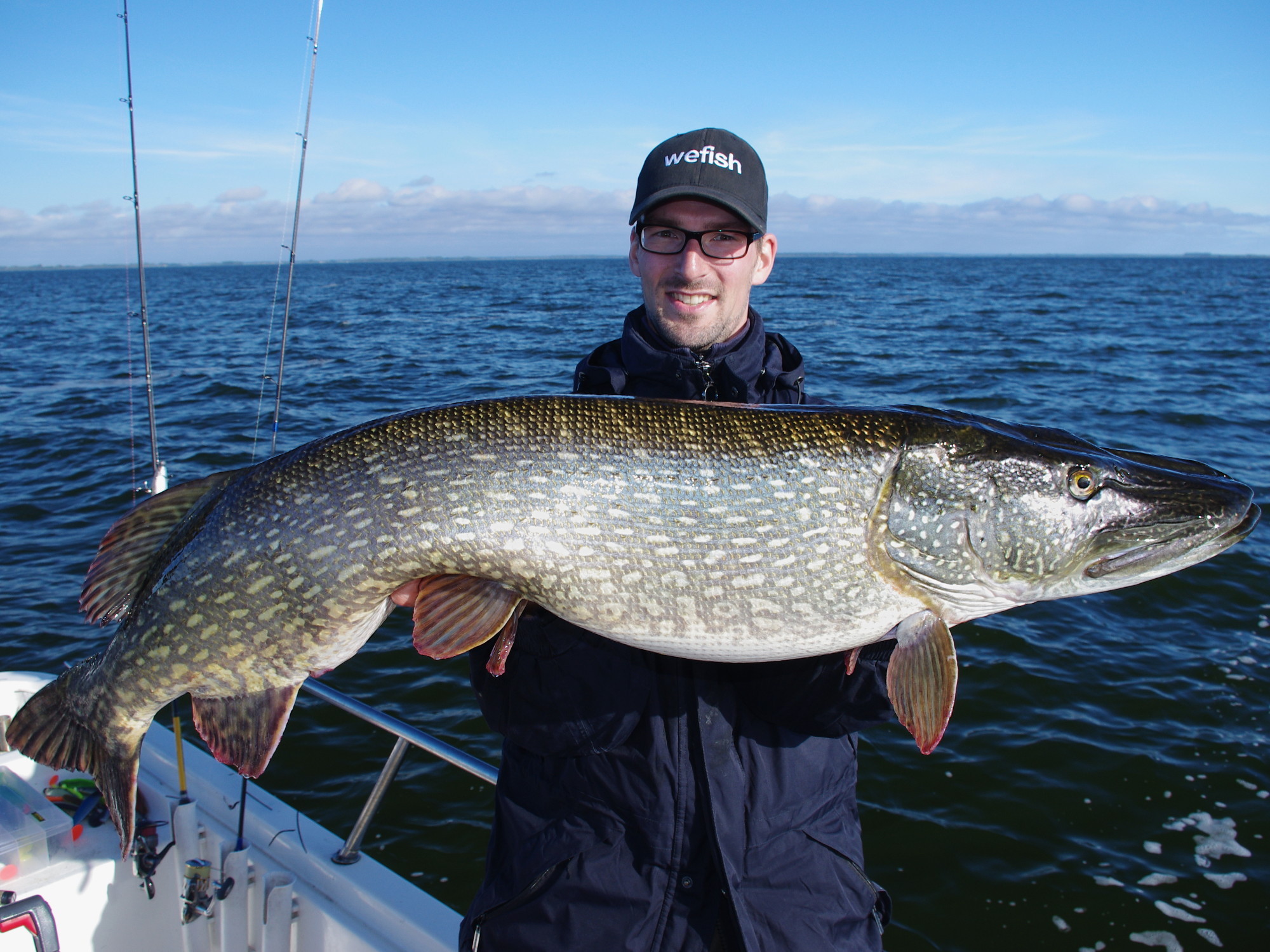 Großhecht (Esox lucius) 1,18 m beim Angeln mit Gummifisch an den Bodden bei Rügen.