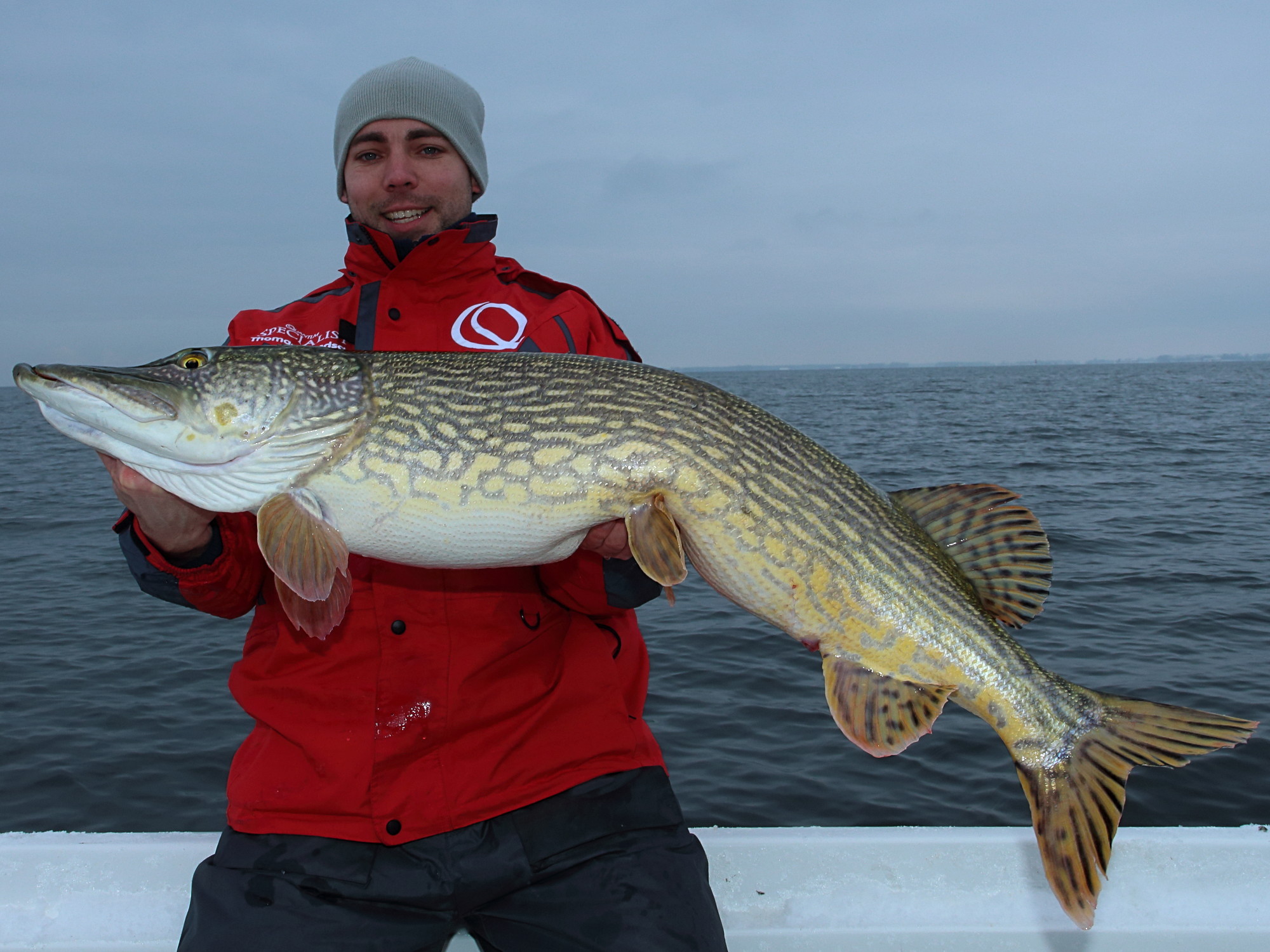 Hecht von 1,11cm (Esox lucius) beim Angeln mit Gummifisch am Bodden bei Rügen.