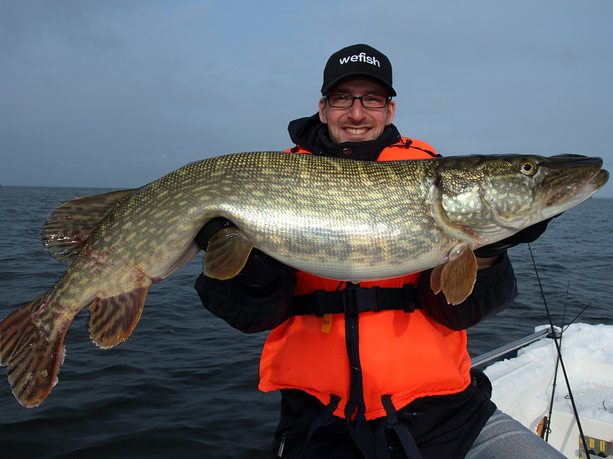 Dicker Hecht (Esox lucius) beim Angeln mit Gummifisch am Bodden bei Rügen.