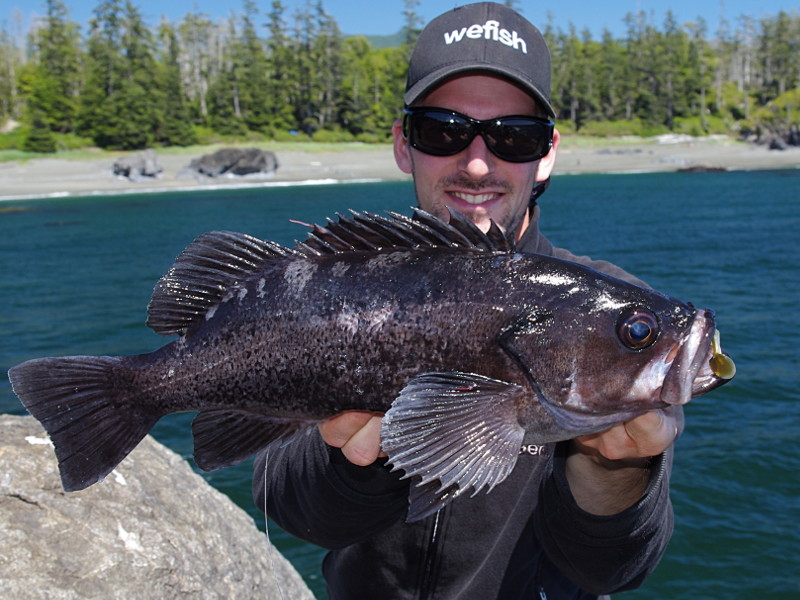 Black Rockfish (Sebastes melanops) beim Angeln in Kanada