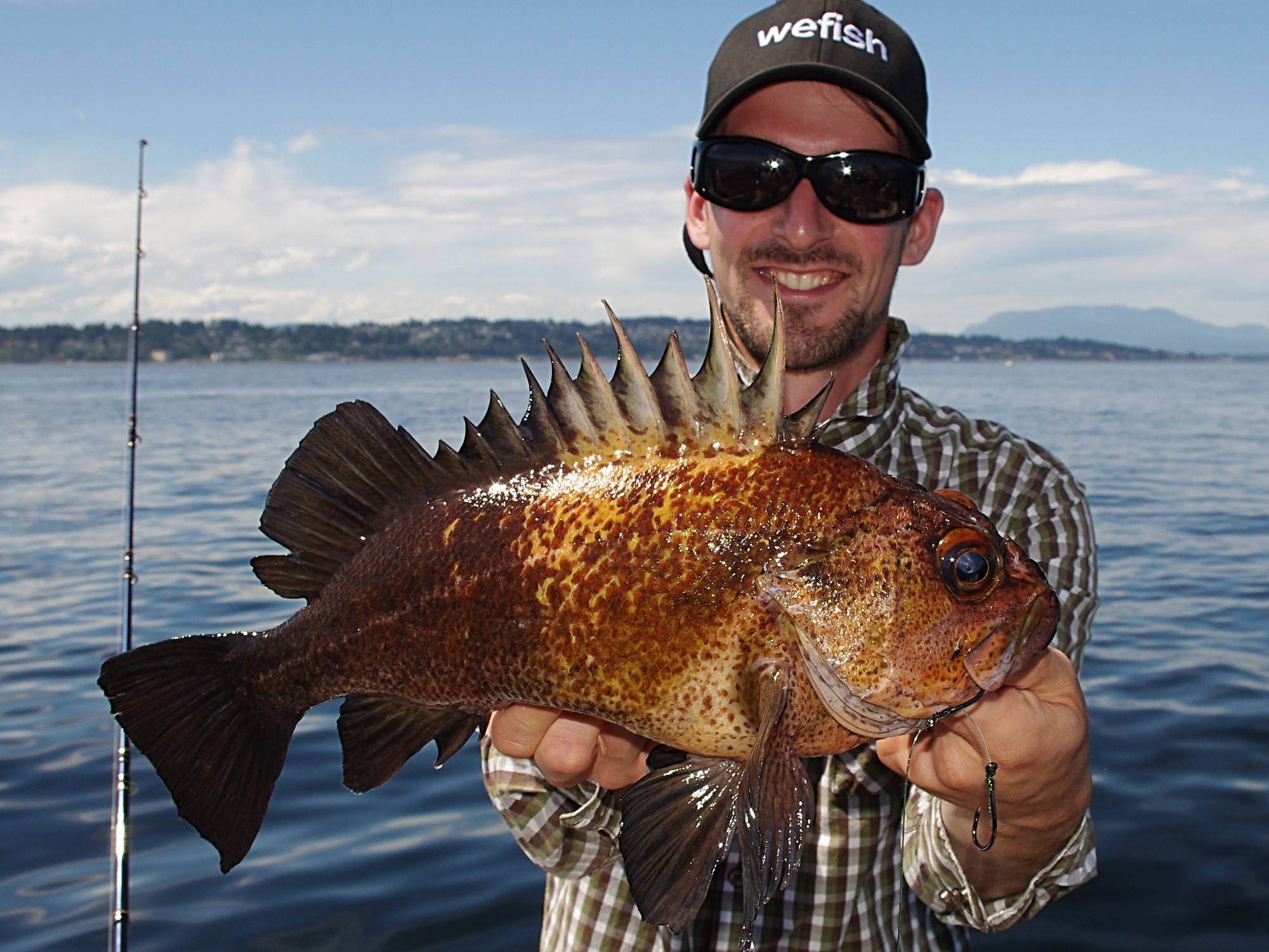 Quillback Rockfish (Sebastes maliger) beim Bootsangeln in Campbell River