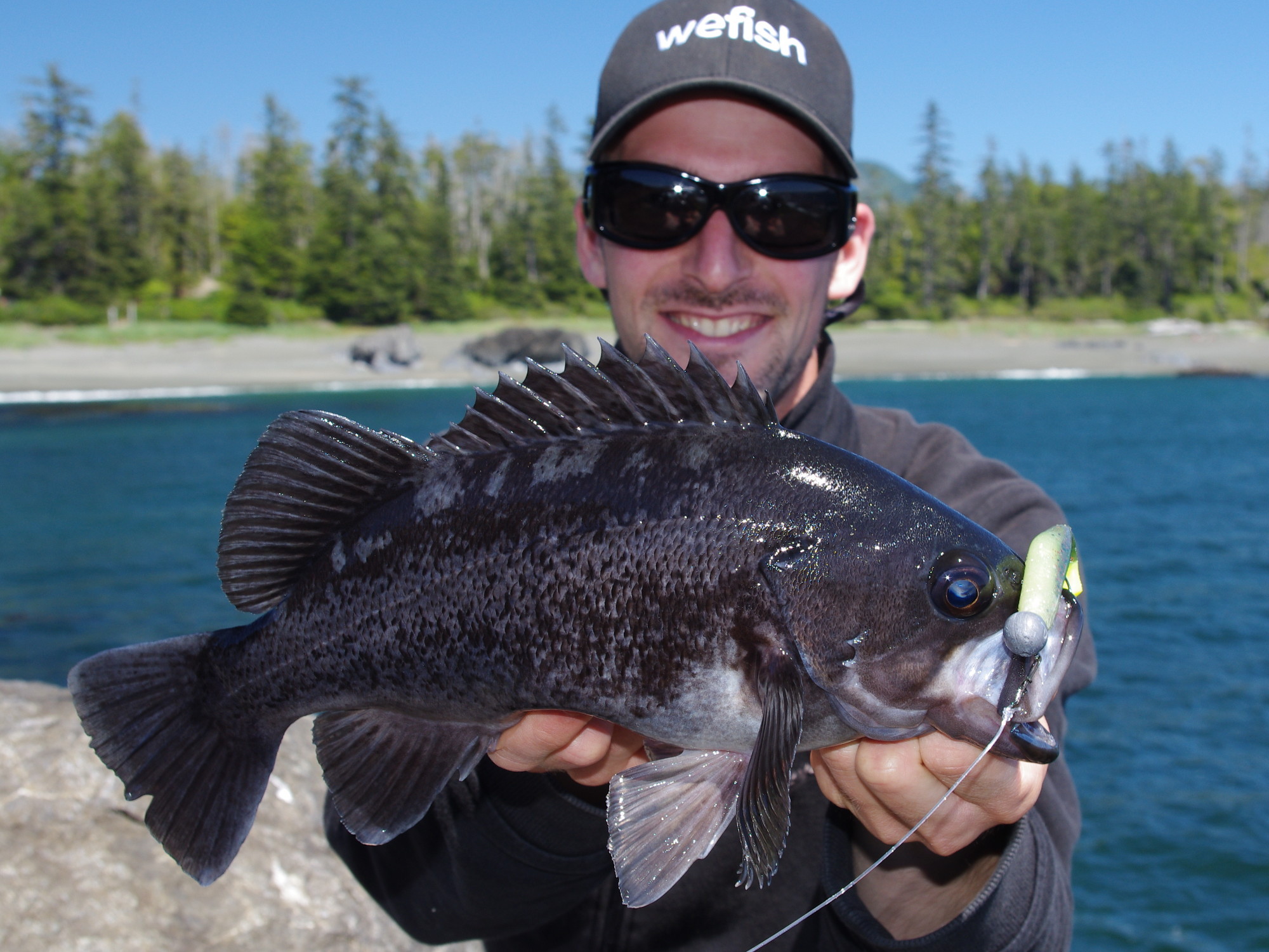 Black Rockfish (Sebastes melanops) beim Angeln mit Walleye Assassin Gummifisch