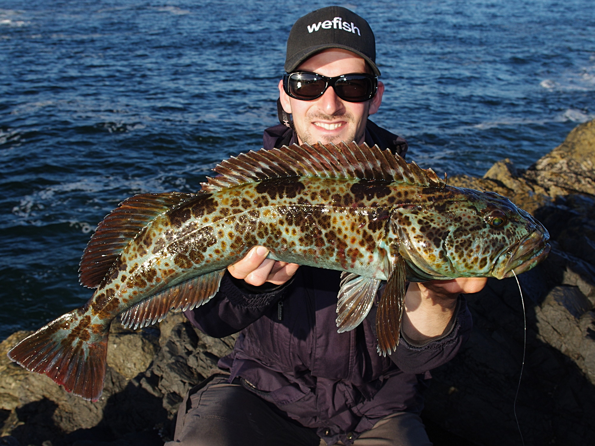 Lingcod (Lengdorsch, Ophiodon elongatus) beim Angeln in Kanada