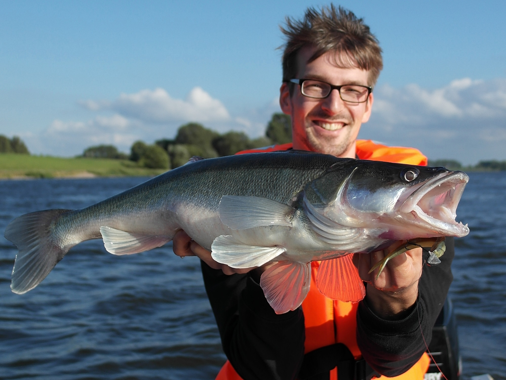 Zander aus der Elbe beim Raubfischangeln