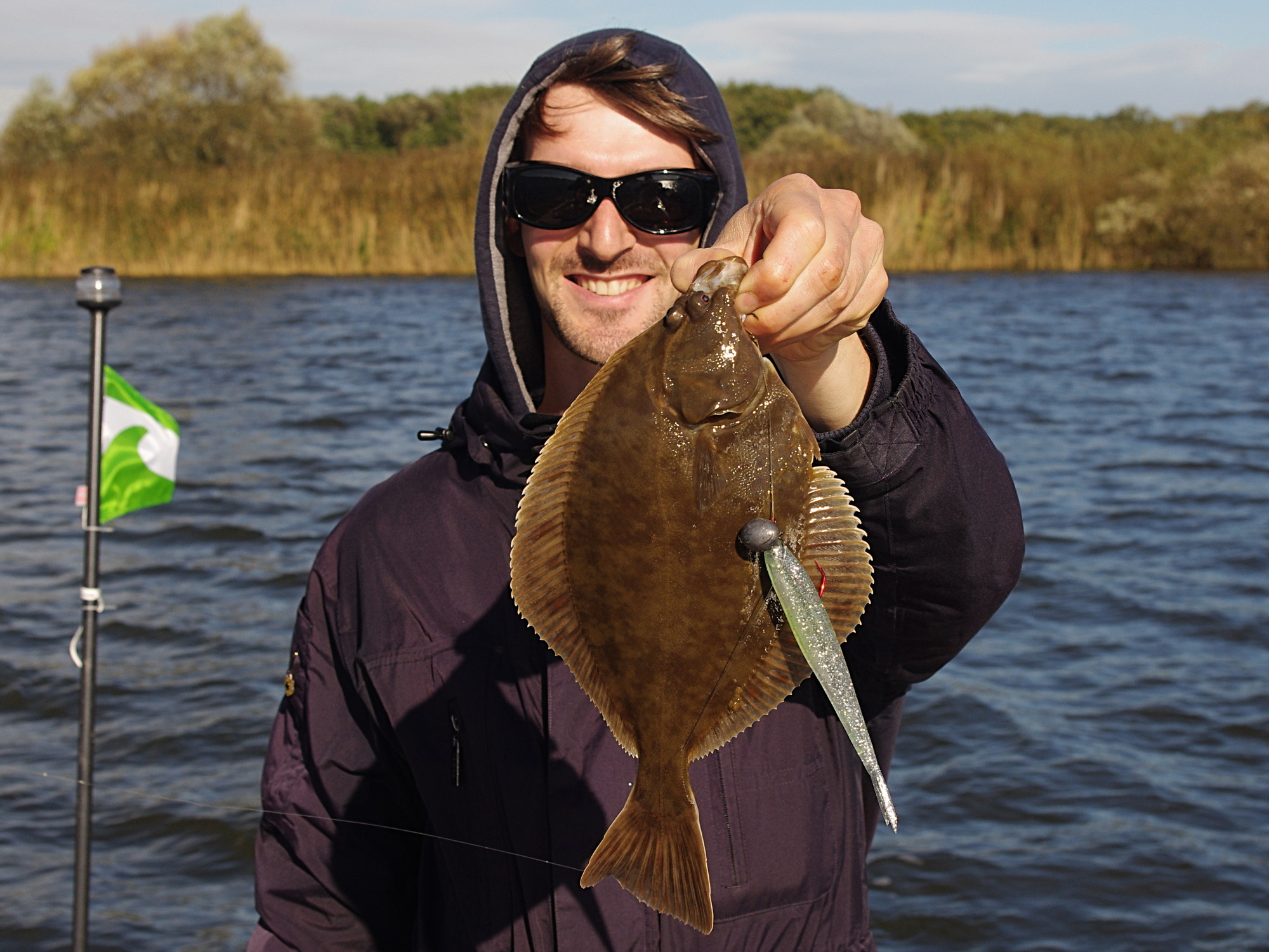 Schöne Flunder (european flounder, Plattfisch, Platichthys flesus) beim Angeln mit Gummifisch in der Elbe.