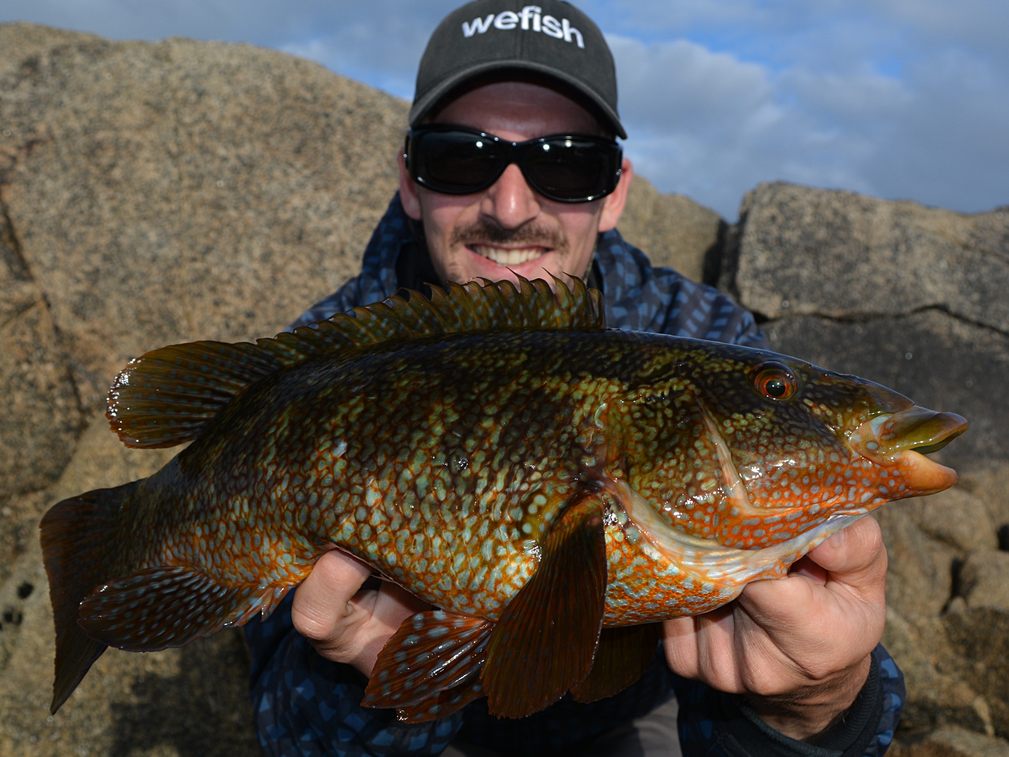 Gefleckter Lippfisch (Labrus bergylta, Ballan wrasse) beim Angeln in Cornwall, Isles of Scilly