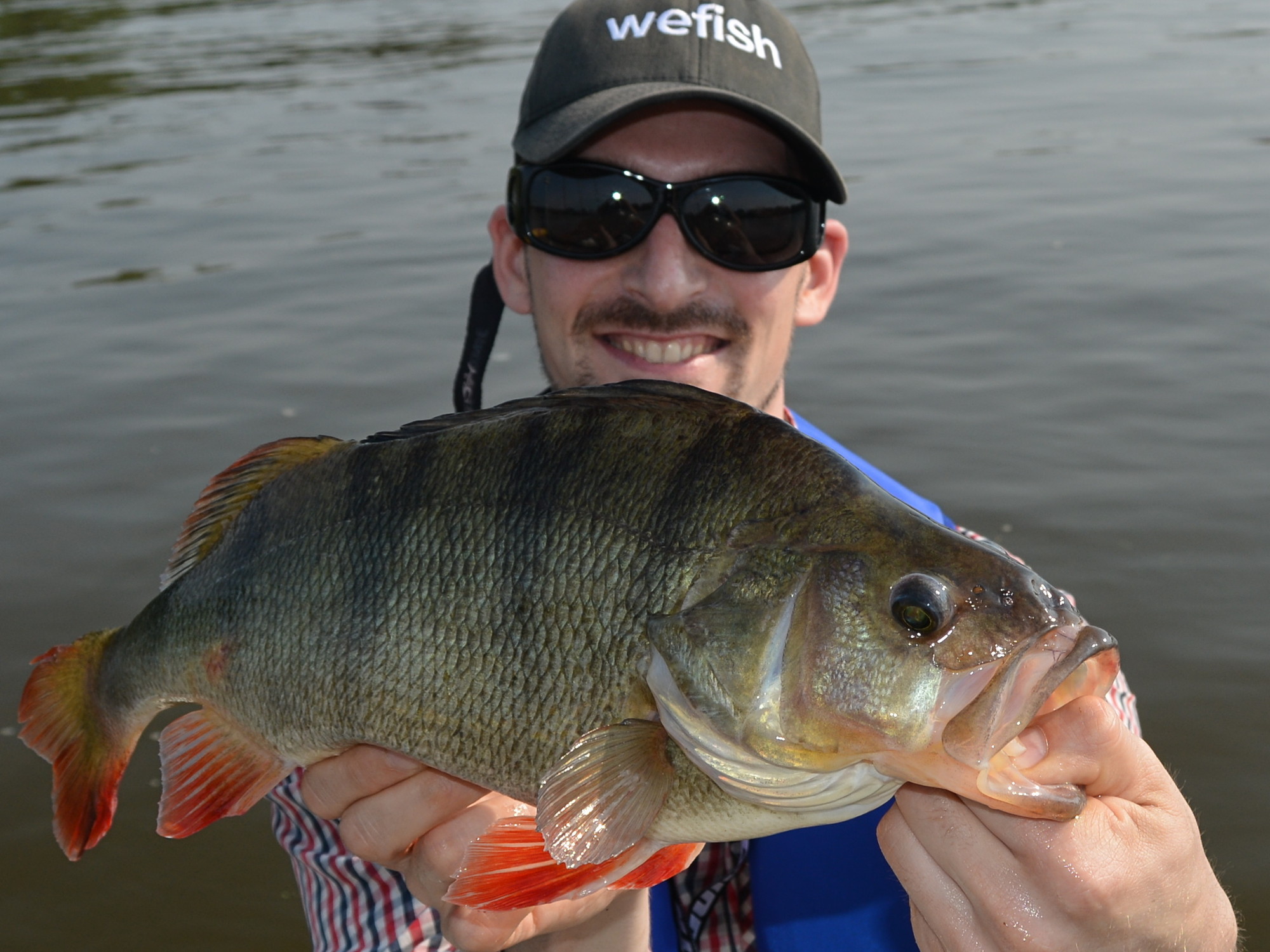 Dicker Flussbarsch beim Angeln in der Elbe