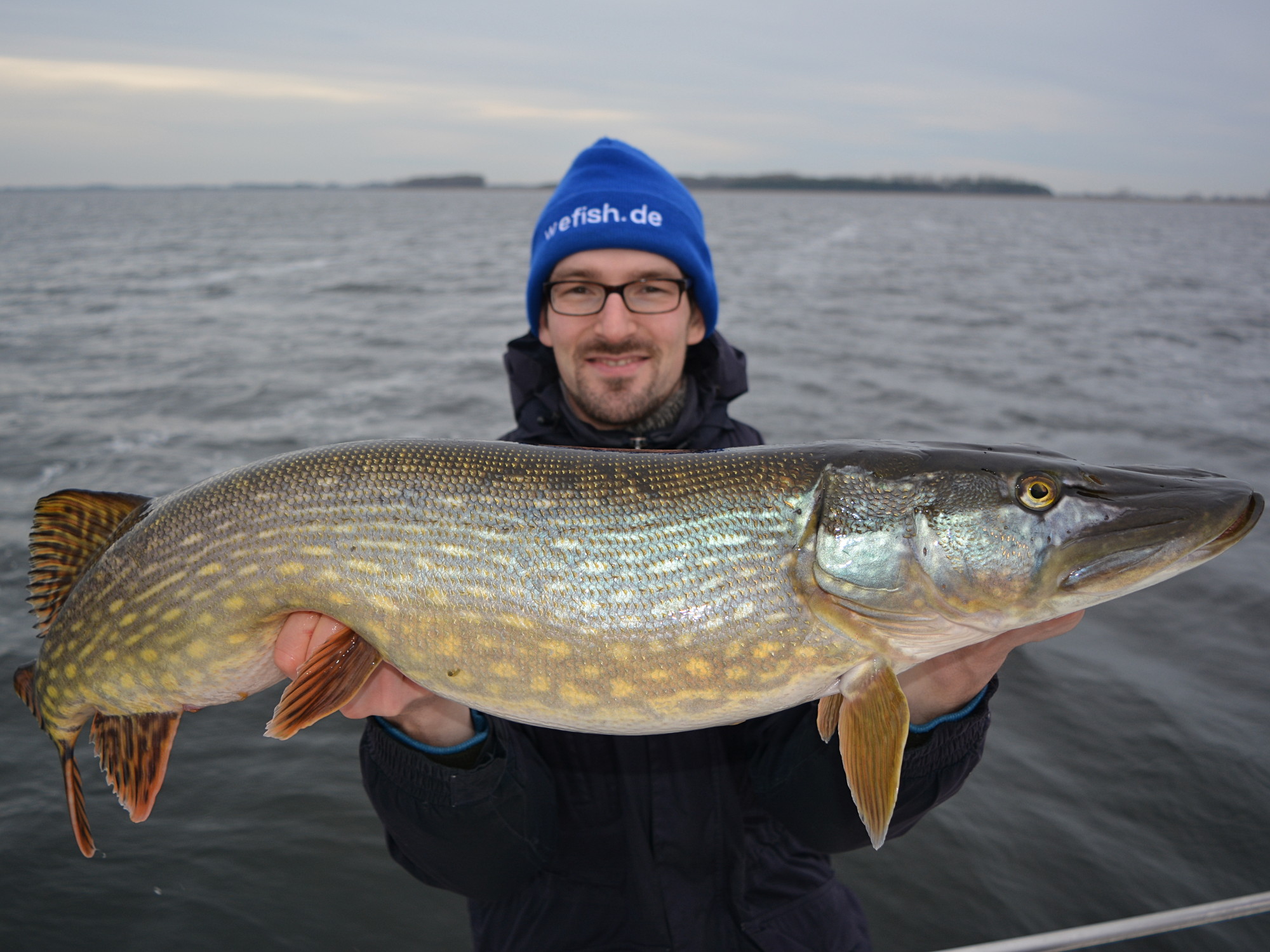 Esox lucius aus dem Brackwasser bei Rügen.