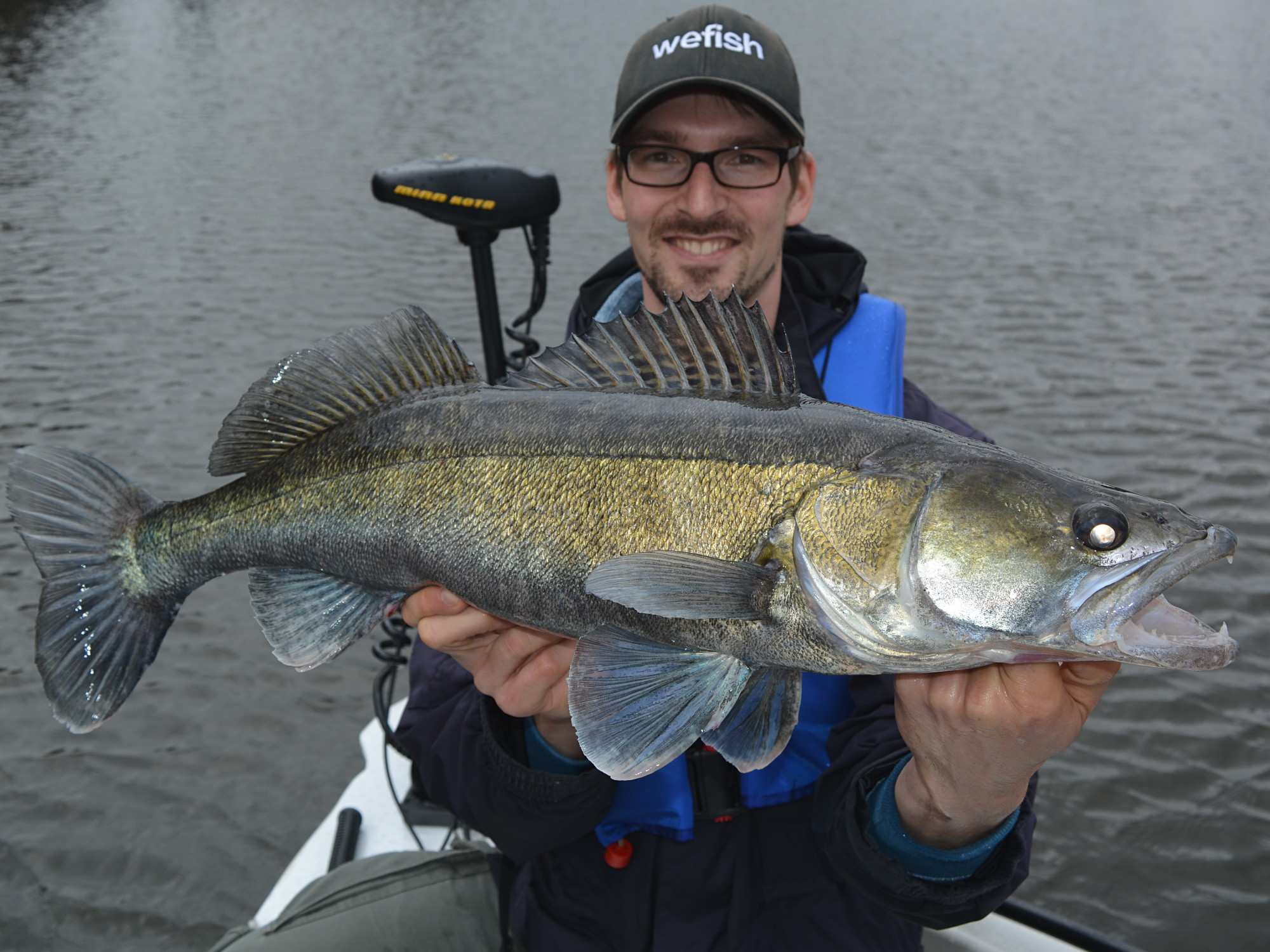 Zander aus der Elbe beim Raubfischangeln