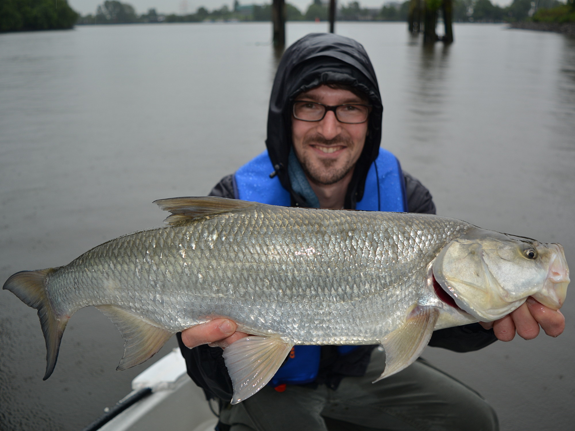 Rapfen (Aspius aspius) beim Angeln mit Gummifisch aus der Elbe.