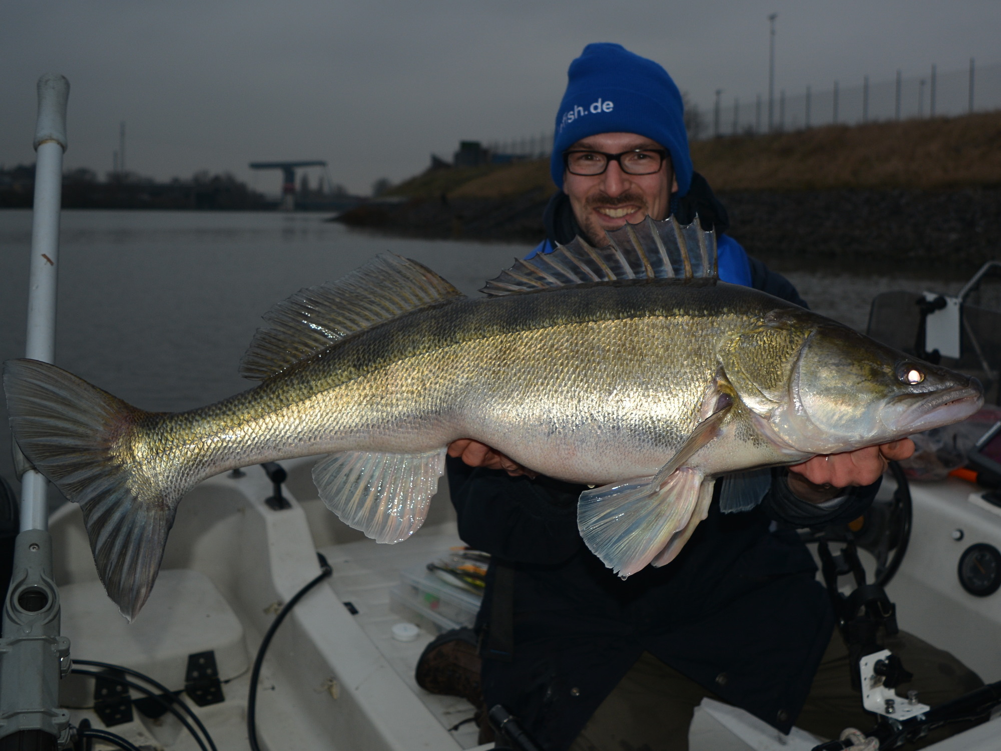 Kapitaler Zander beim Angeln in der Elbe