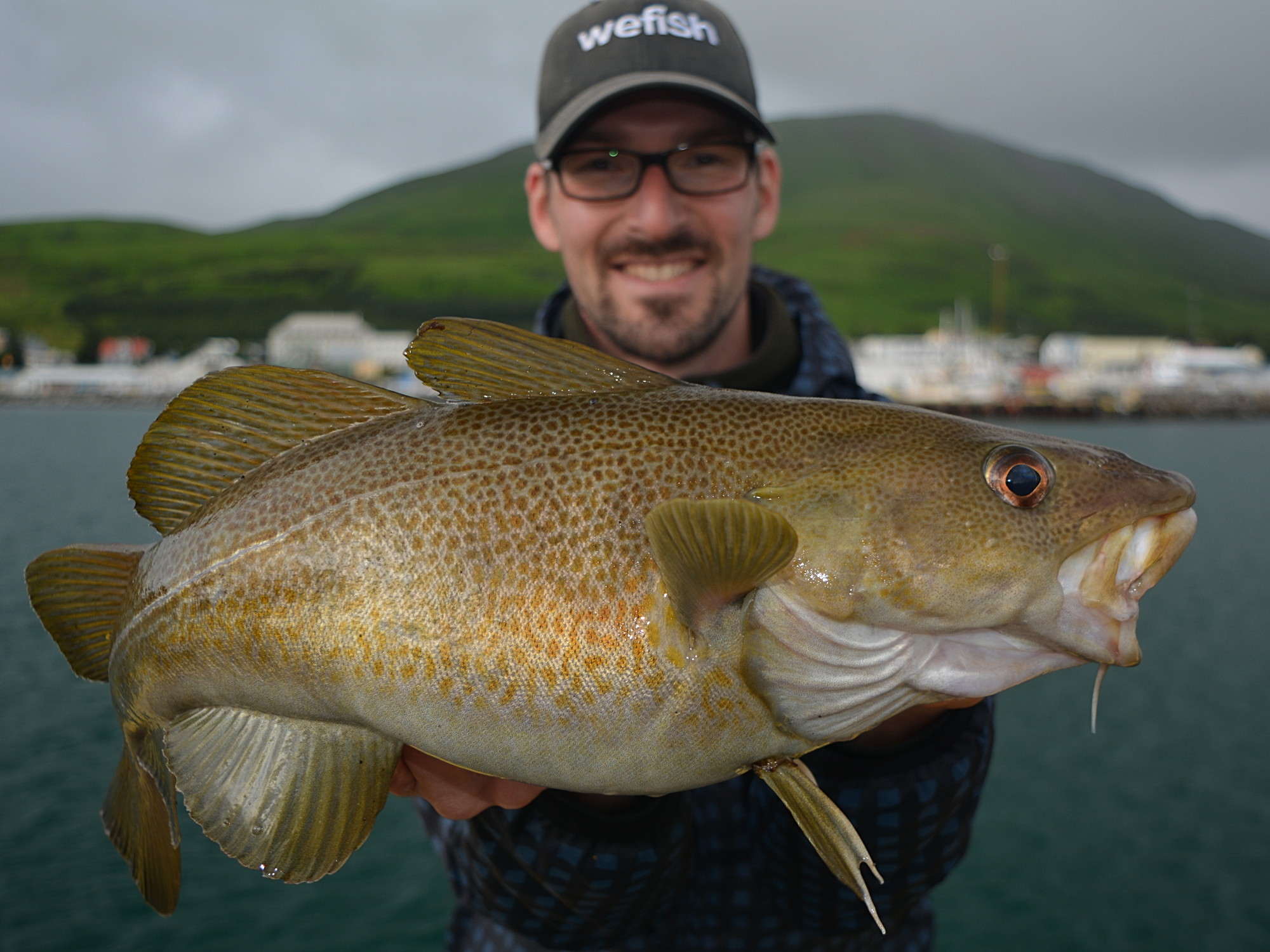 Dorsch bei Angeln von der Mole, Island, Husavik.