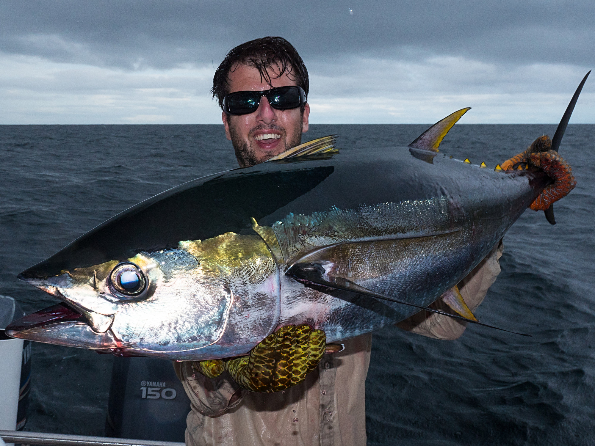 Gelbflossen-Thunfisch, yellowfin tuna, Thunnus albacares auf Popper im Regen