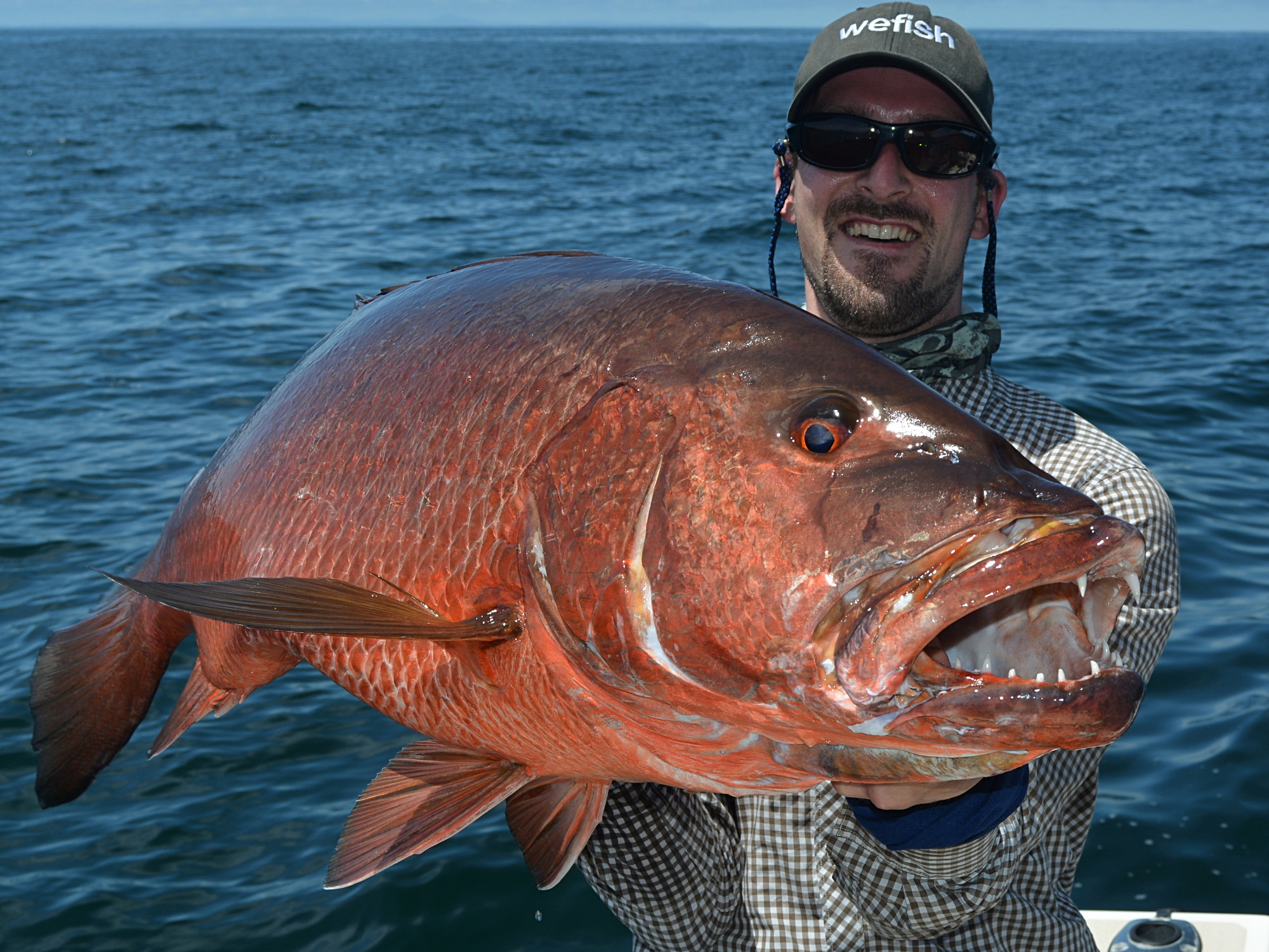 Cubera Snapper (Lutjanus cyanopterus) beim Fischen mit Popper