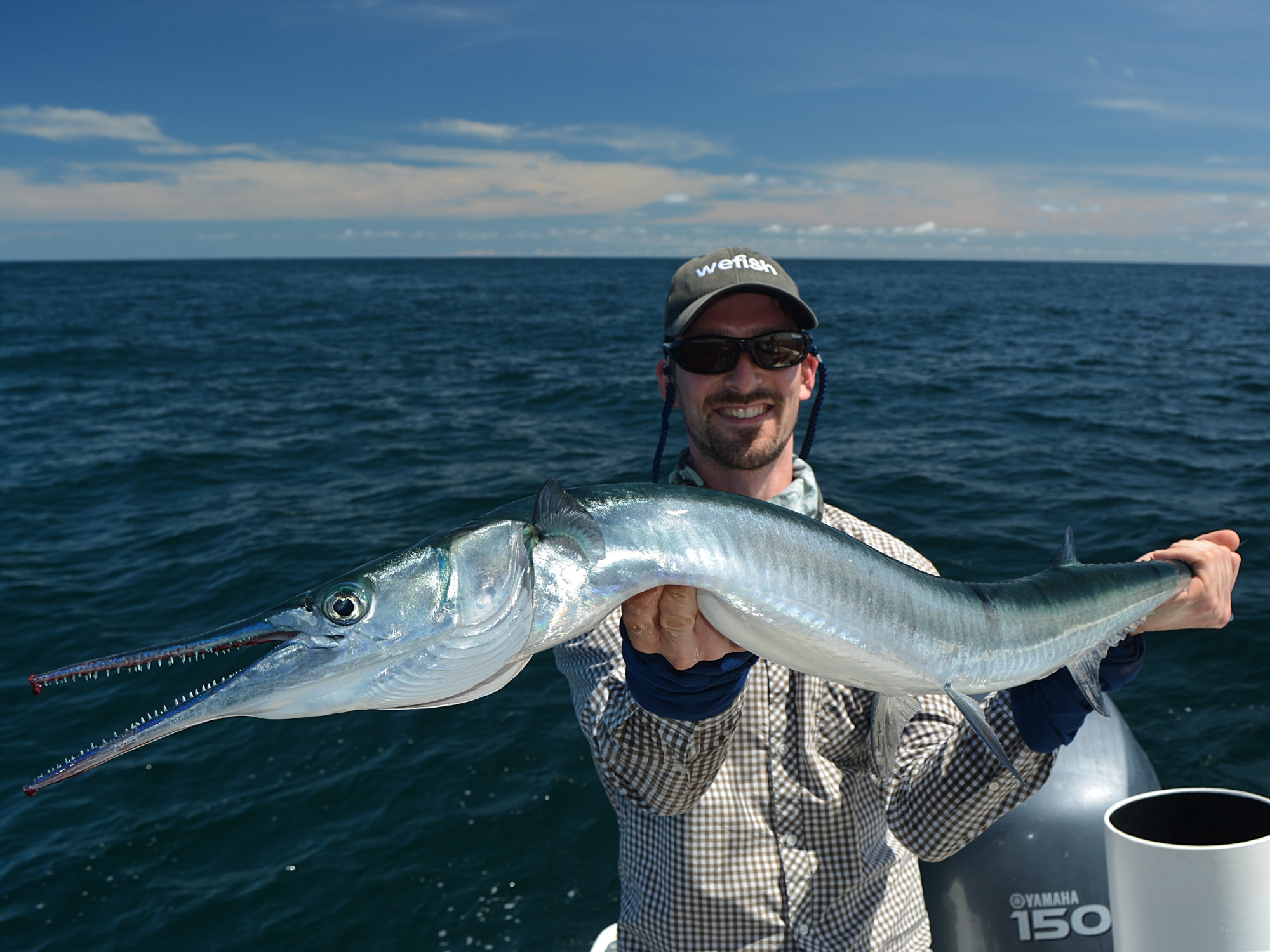 Pacific Needlefish (Fam. Belonidae) auf Twitchbait (Rapala XXX)