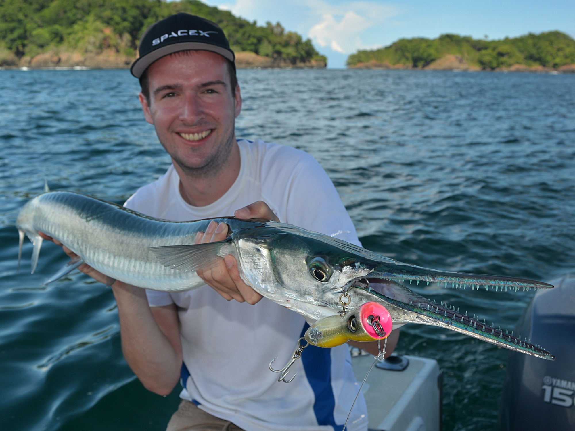 Pacific Needlefish (Fam. Belonidae) beim Angeln mit Popper