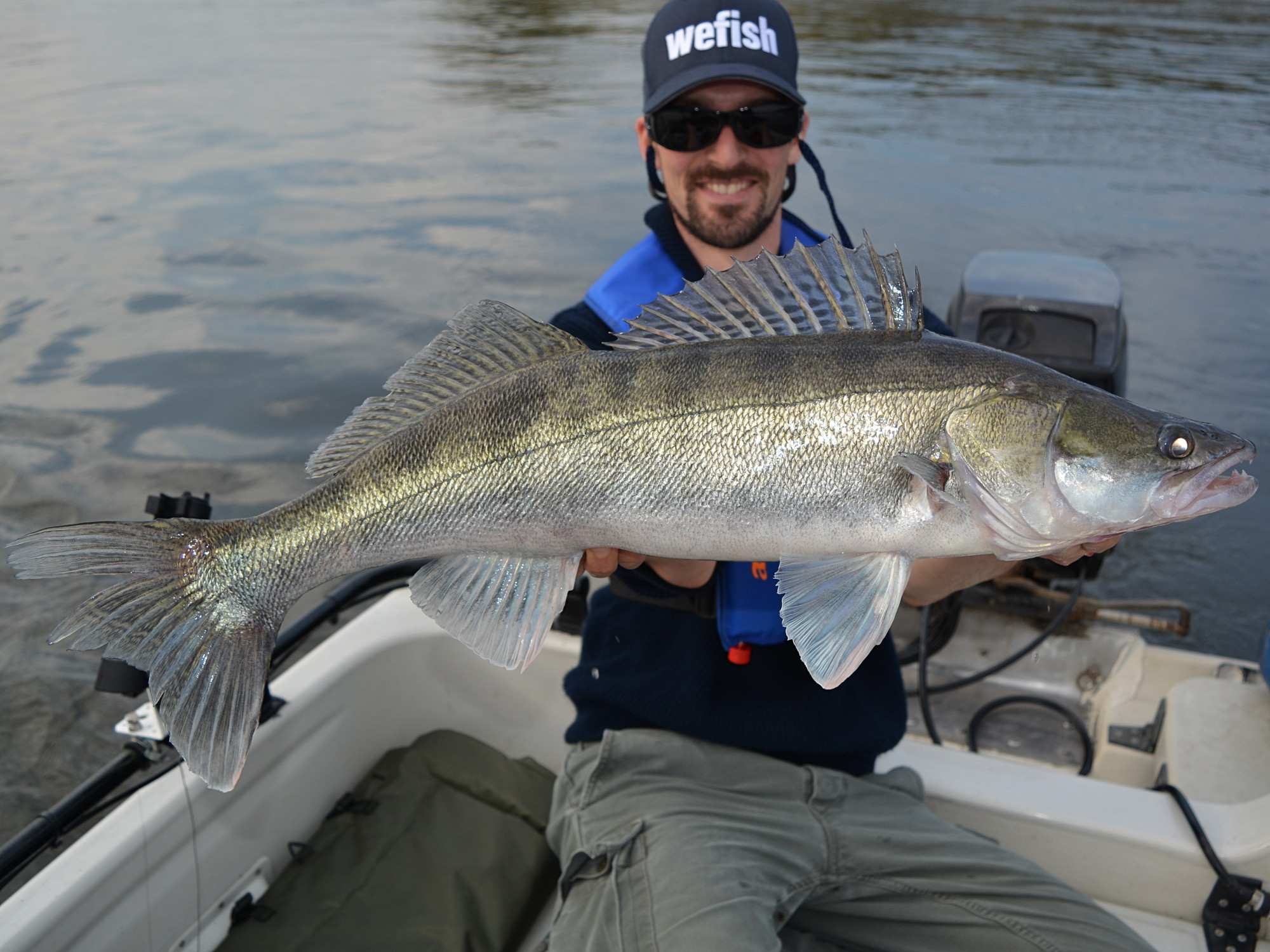 Zander (Sander lucioperca) beim Angeln auf Raubfisch aus der Elbe