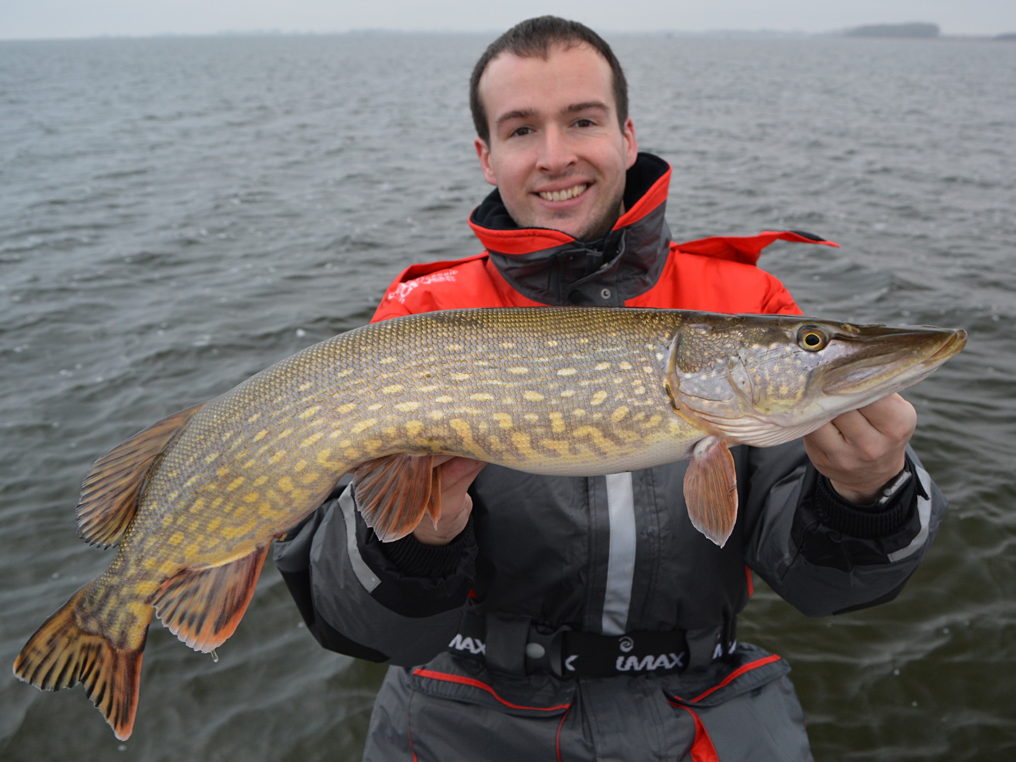 Hecht (Esox lucius) beim Angeln mit Gummifisch