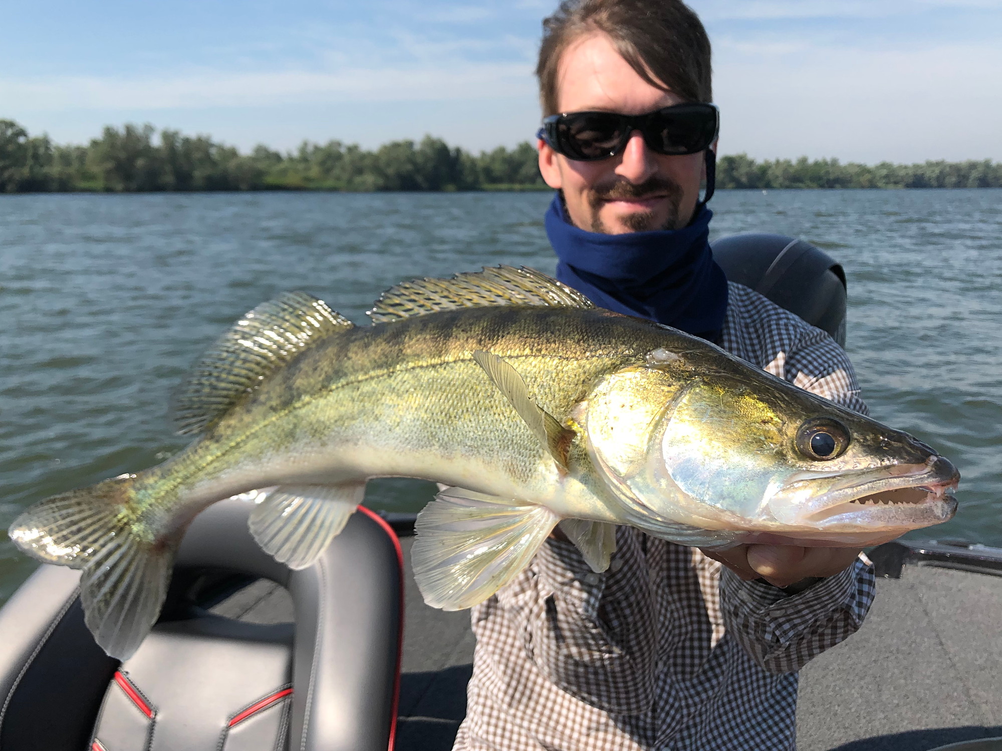 Zander aus dem Rheindelta (Hollands Diep) 