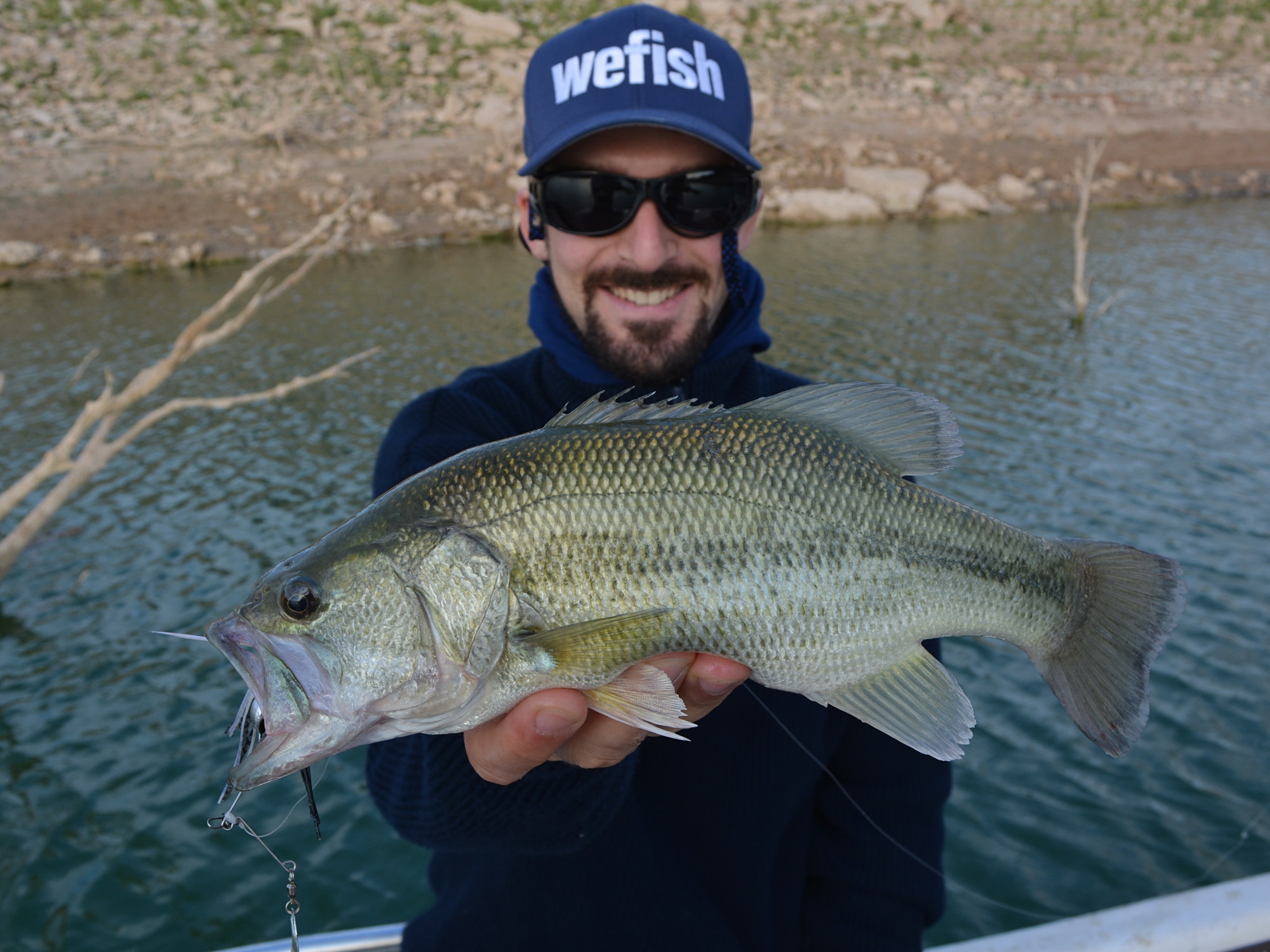 Schwarzbarsch (Micropterus salmoides) aus dem Embalse de Mequinenza