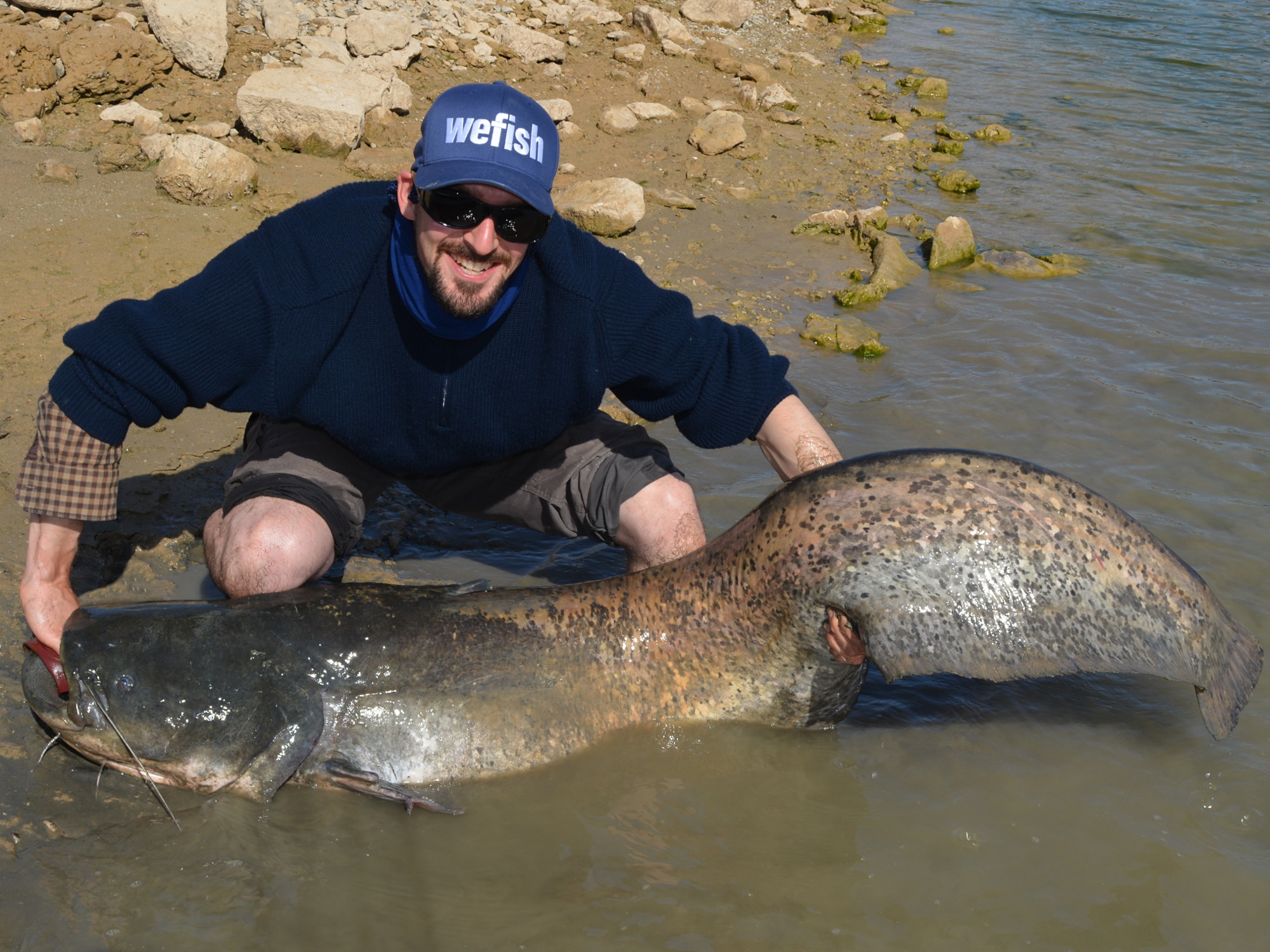 Großer Waller (Silurus glanis) beim Spinnfischen aus Spanien