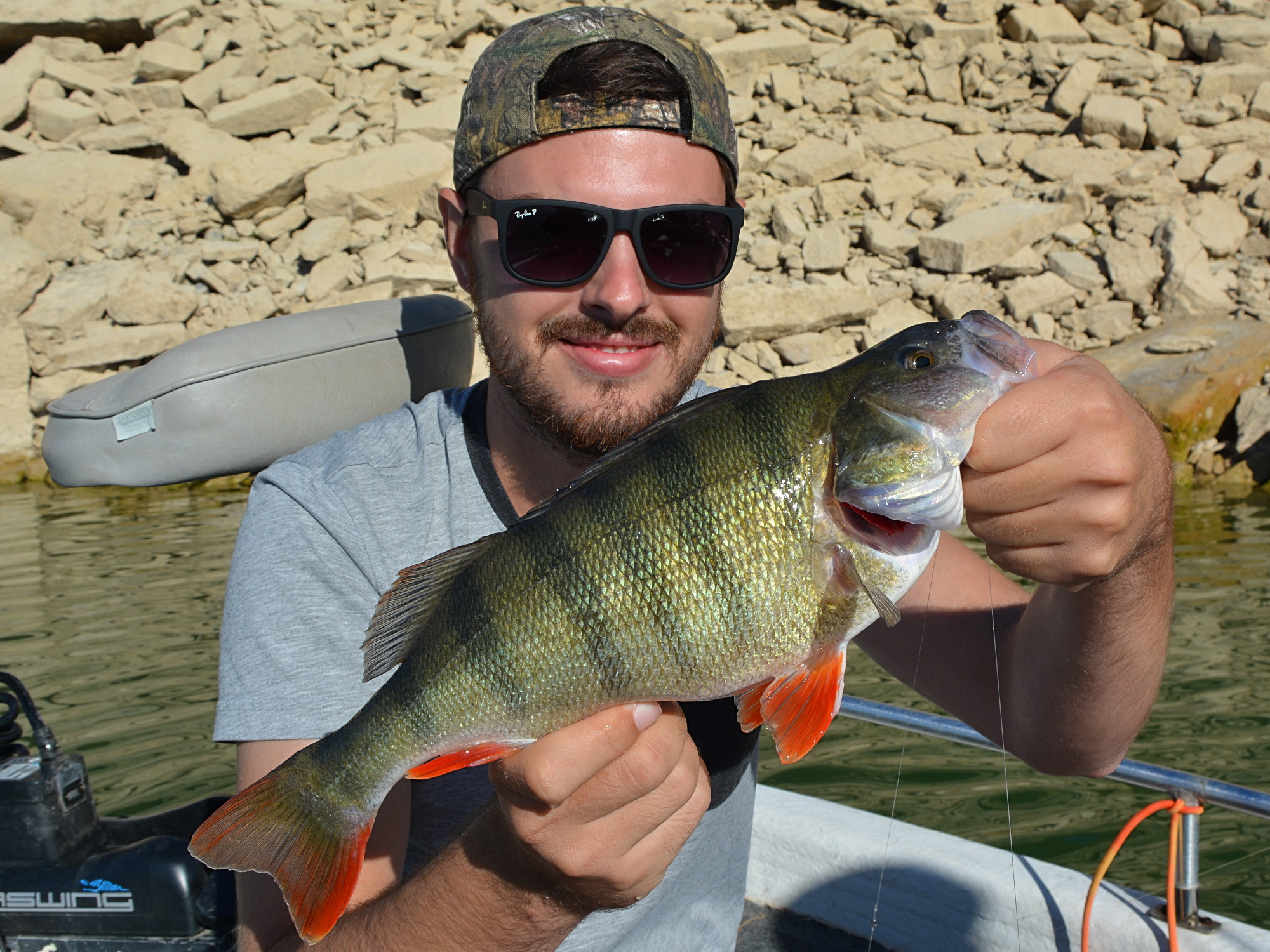 Flussbarsch (Perca fluviatilis) auf Drop Shot aus Spanien