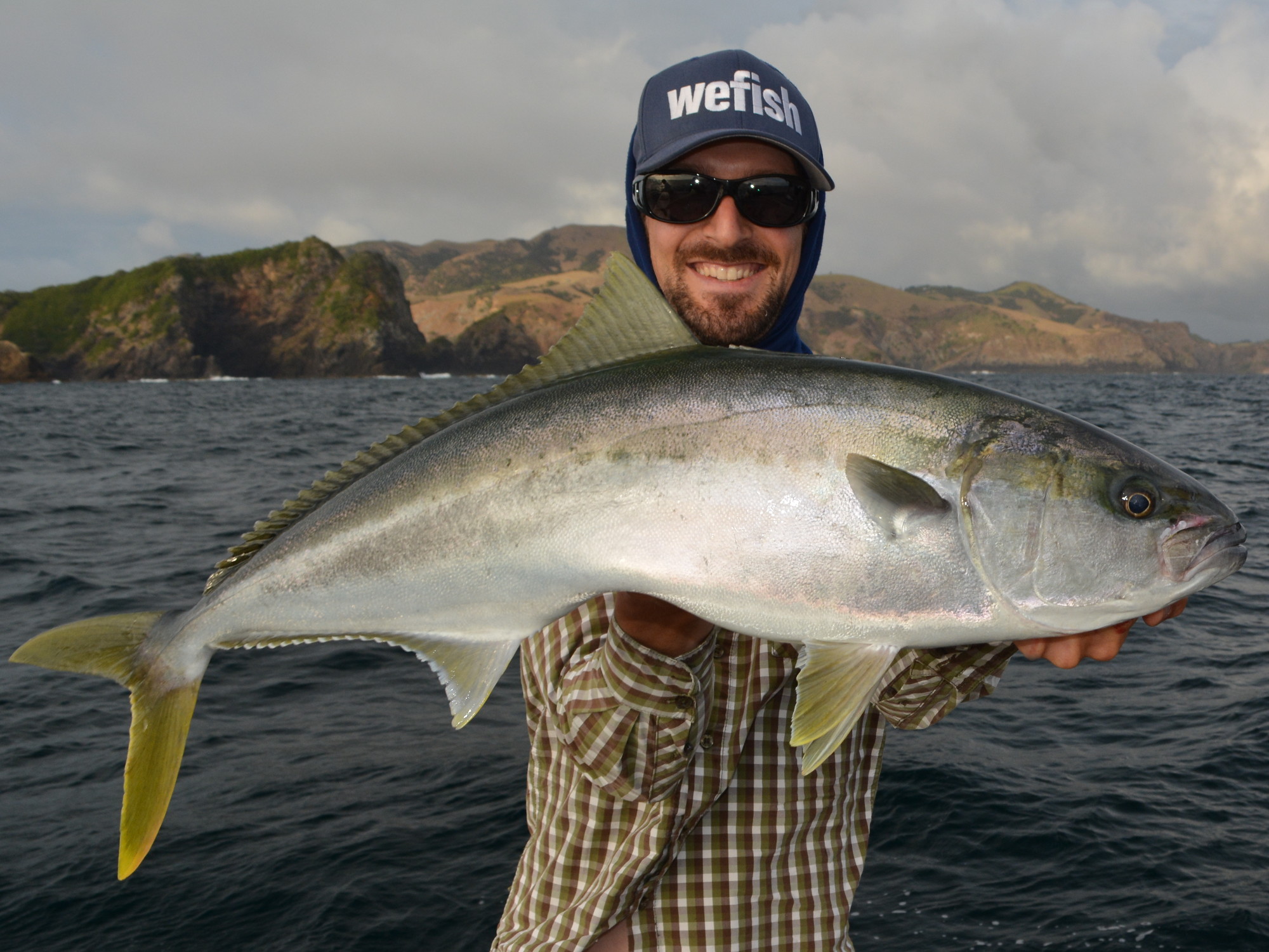 Yellowtail Kingfish / Amberjack aus Neuseeland, Bay of Islands