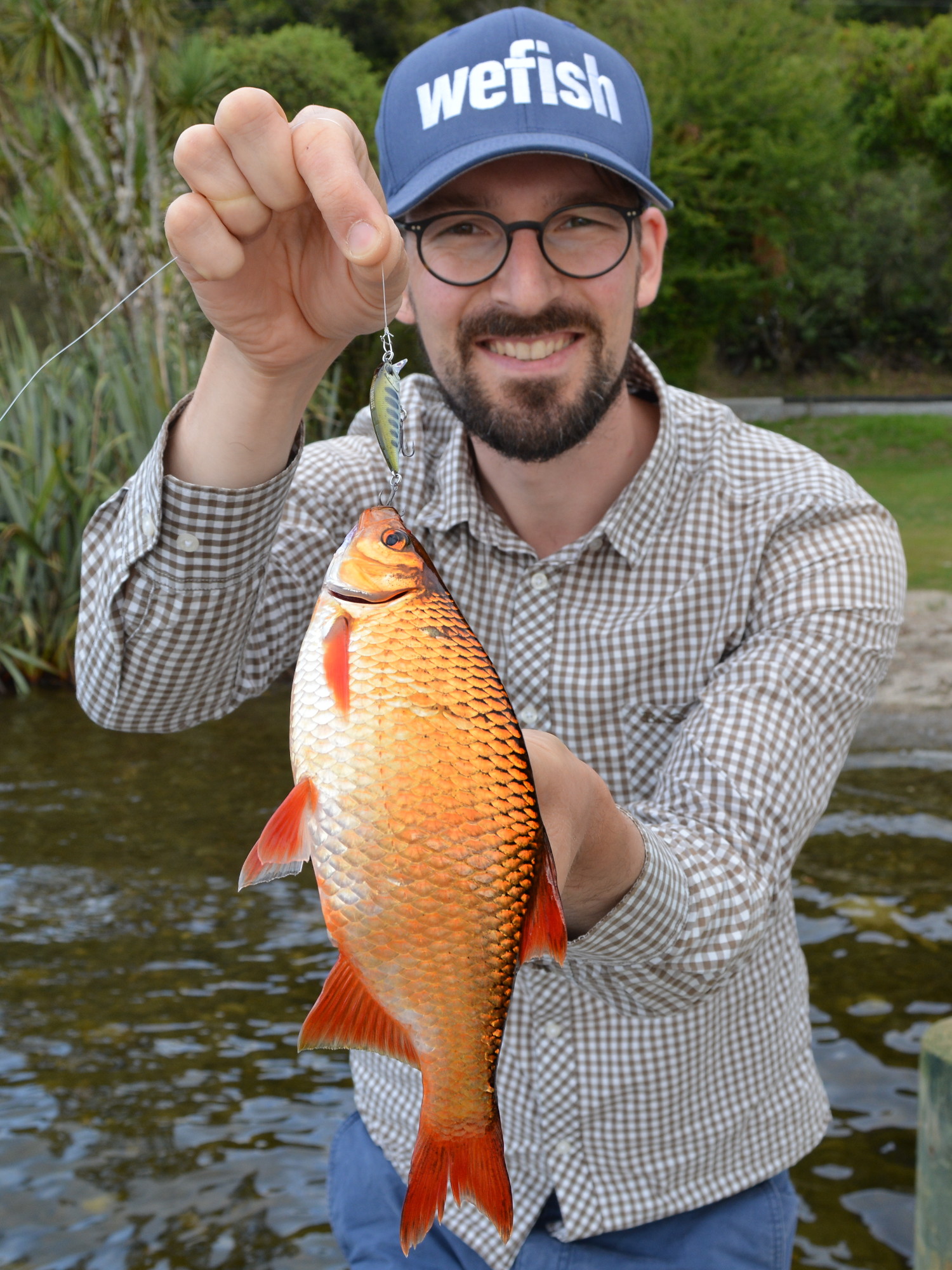 Eingeschleppte goldene Rotfeder (golden rudd) aus Neuseeland