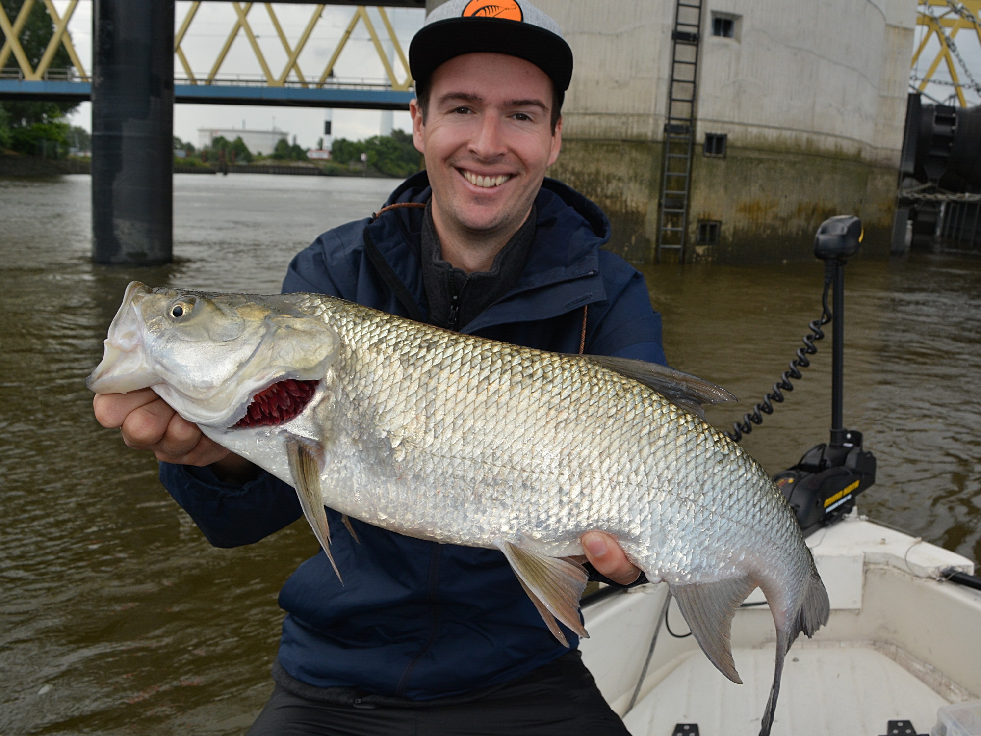 Rapfen der Tideelbe bei Hamburg beim Spinnfischen