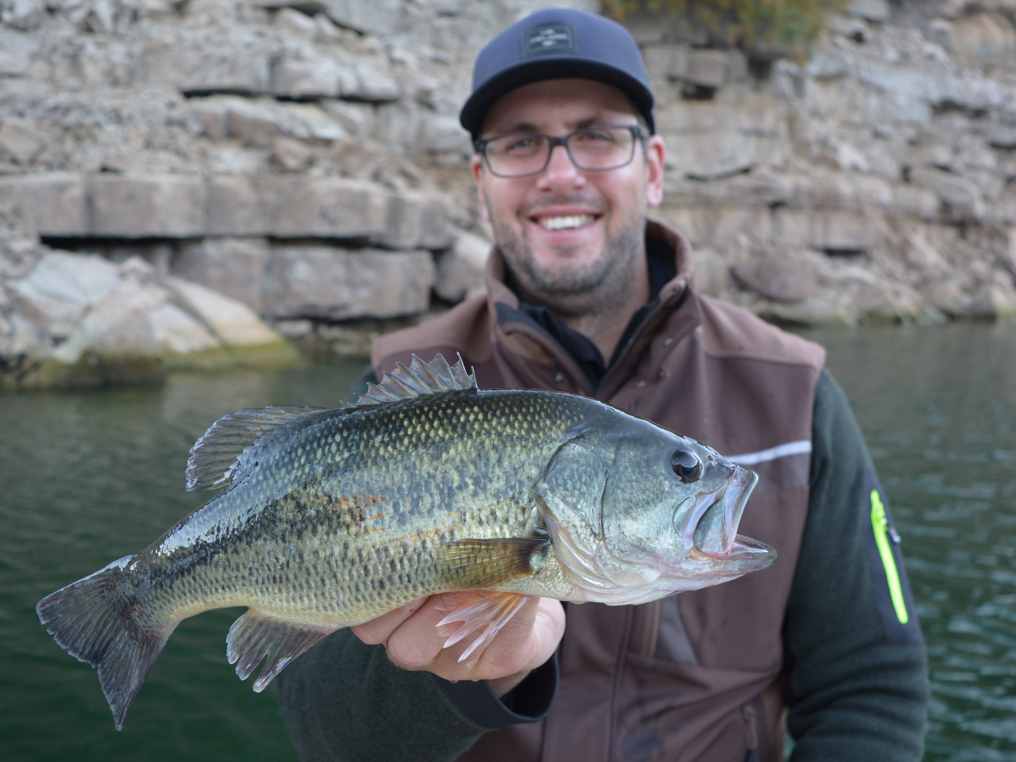 Schöner Forellenbarsch / Schwarzbarsch  (Micropterus salmoides)