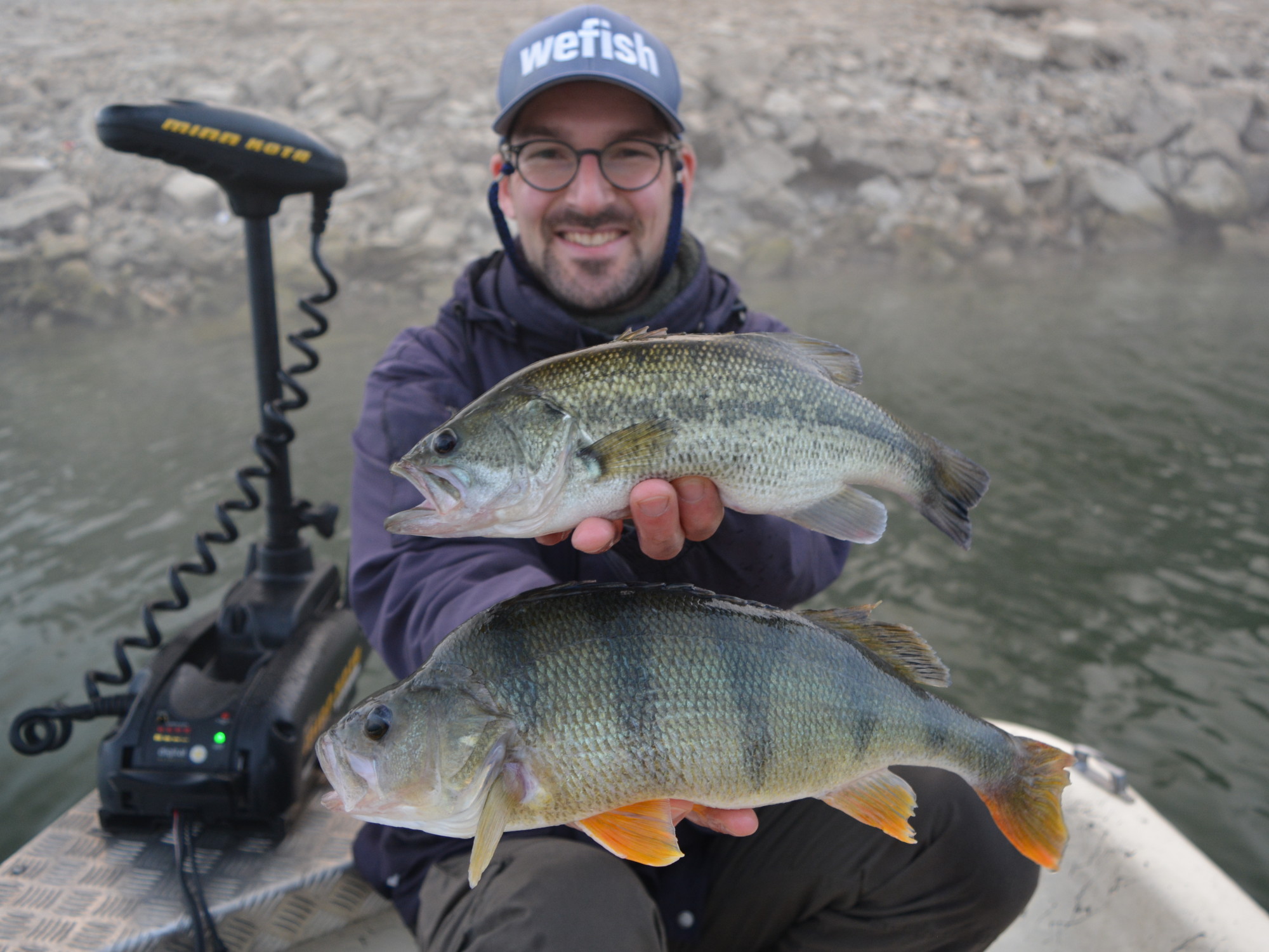 Ebro Barschdoppel - Flussbarsch (Perca fluviatilis) und Schwarzbarsch (Micropterus salmoides)