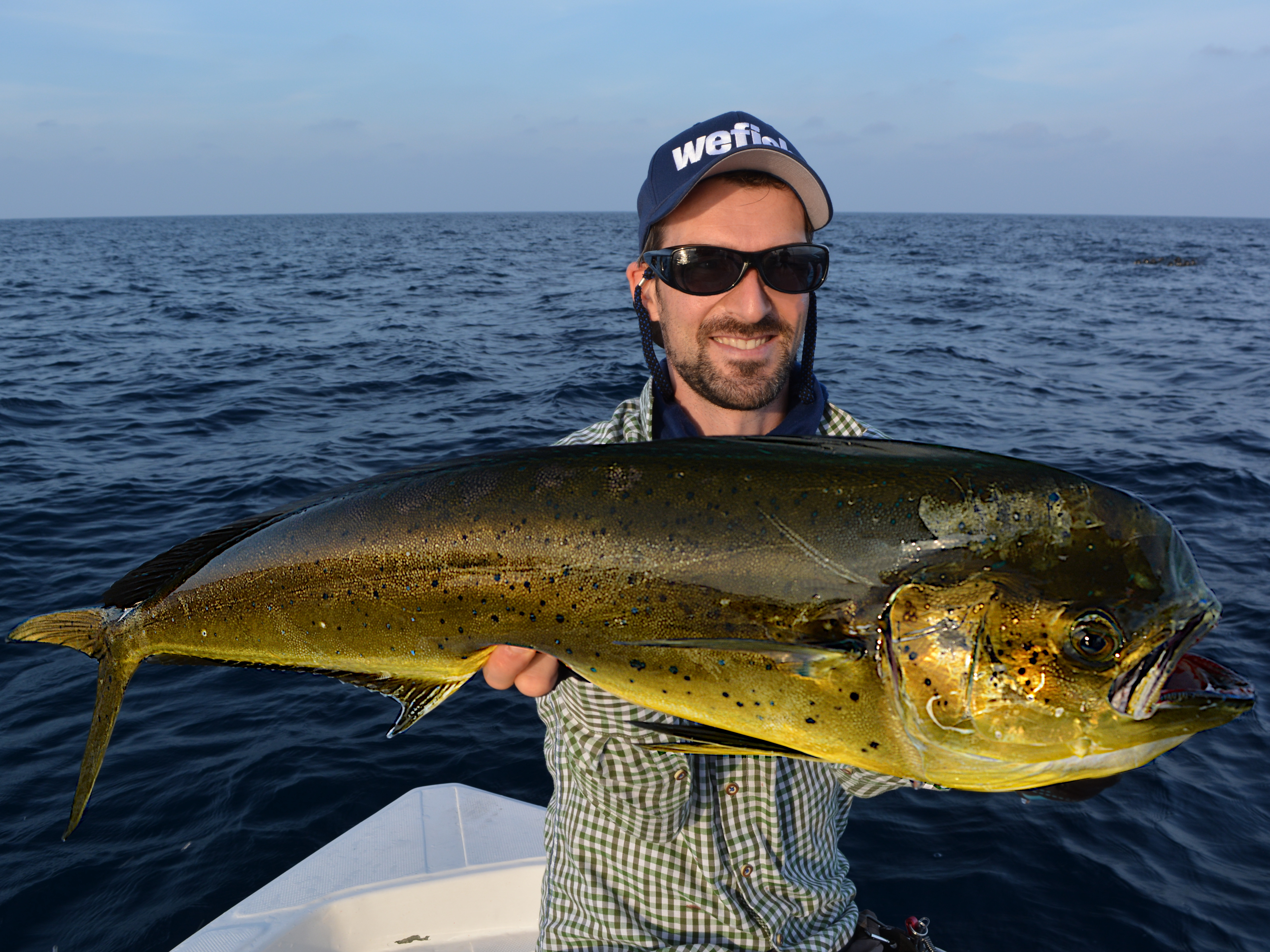 Goldmakrele (Mahi Mahi, Coryphaena hippurus) offshore auf dem Malediven