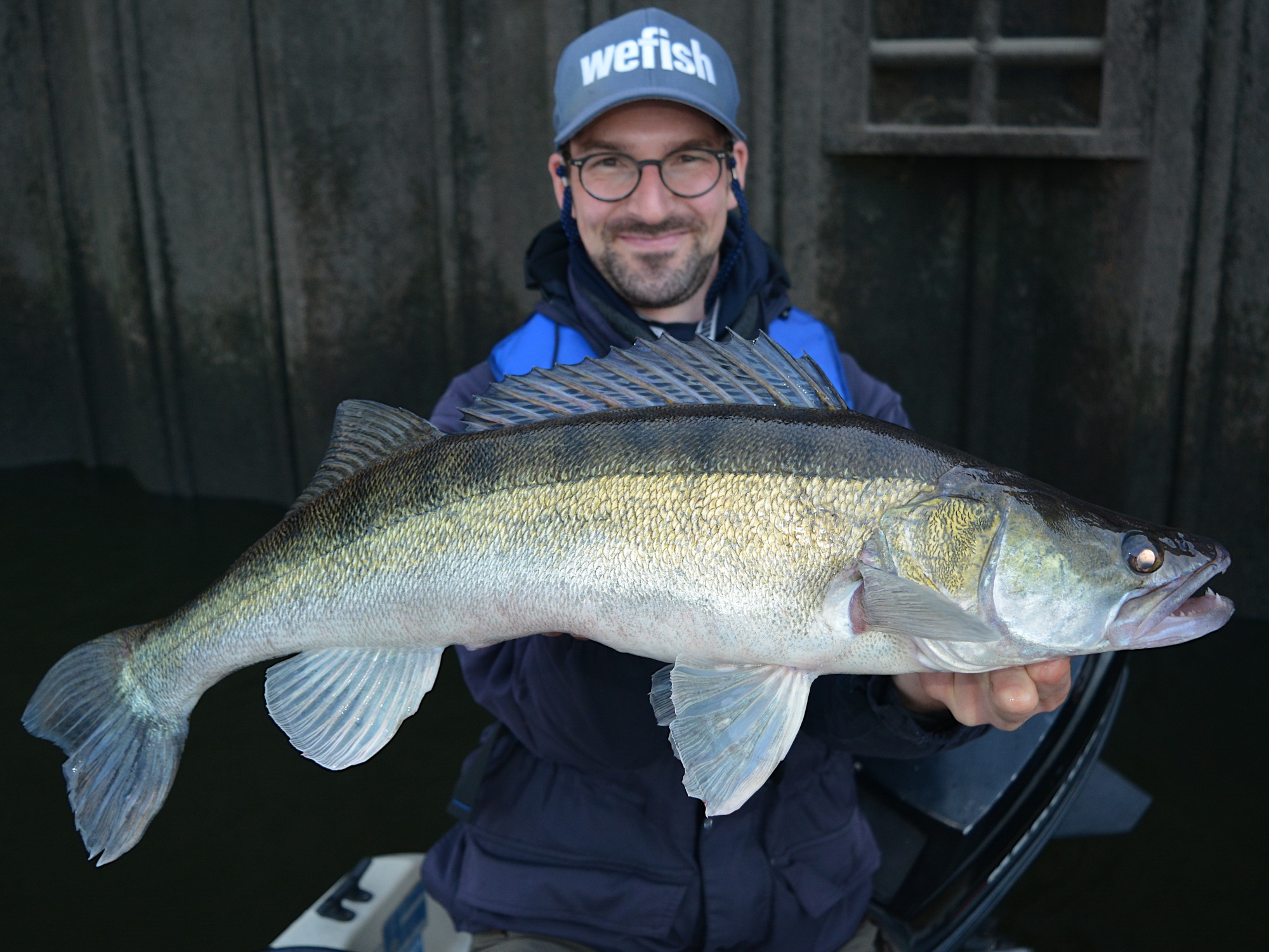 Starker Zander aus dem Hamburger Hafen