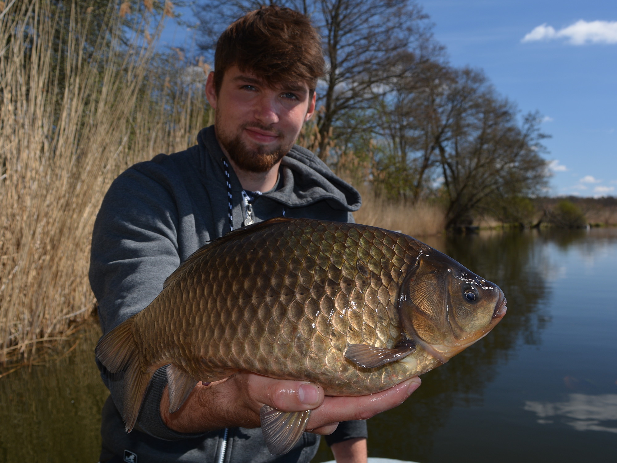 Frühlings-Giebel (Carassius gibelio) aus der Spree 