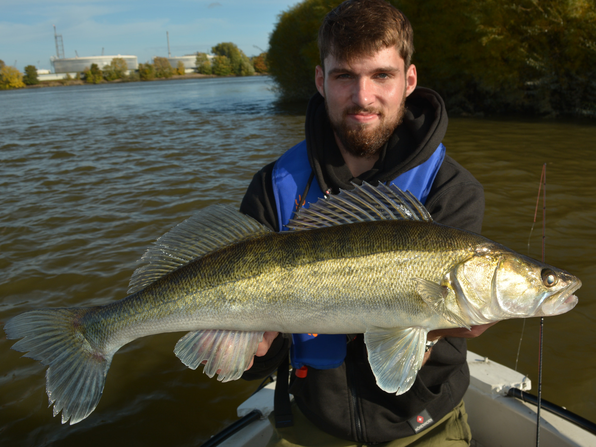 Zander beim Angeln in der Elbe bei Hamburg im Herbst