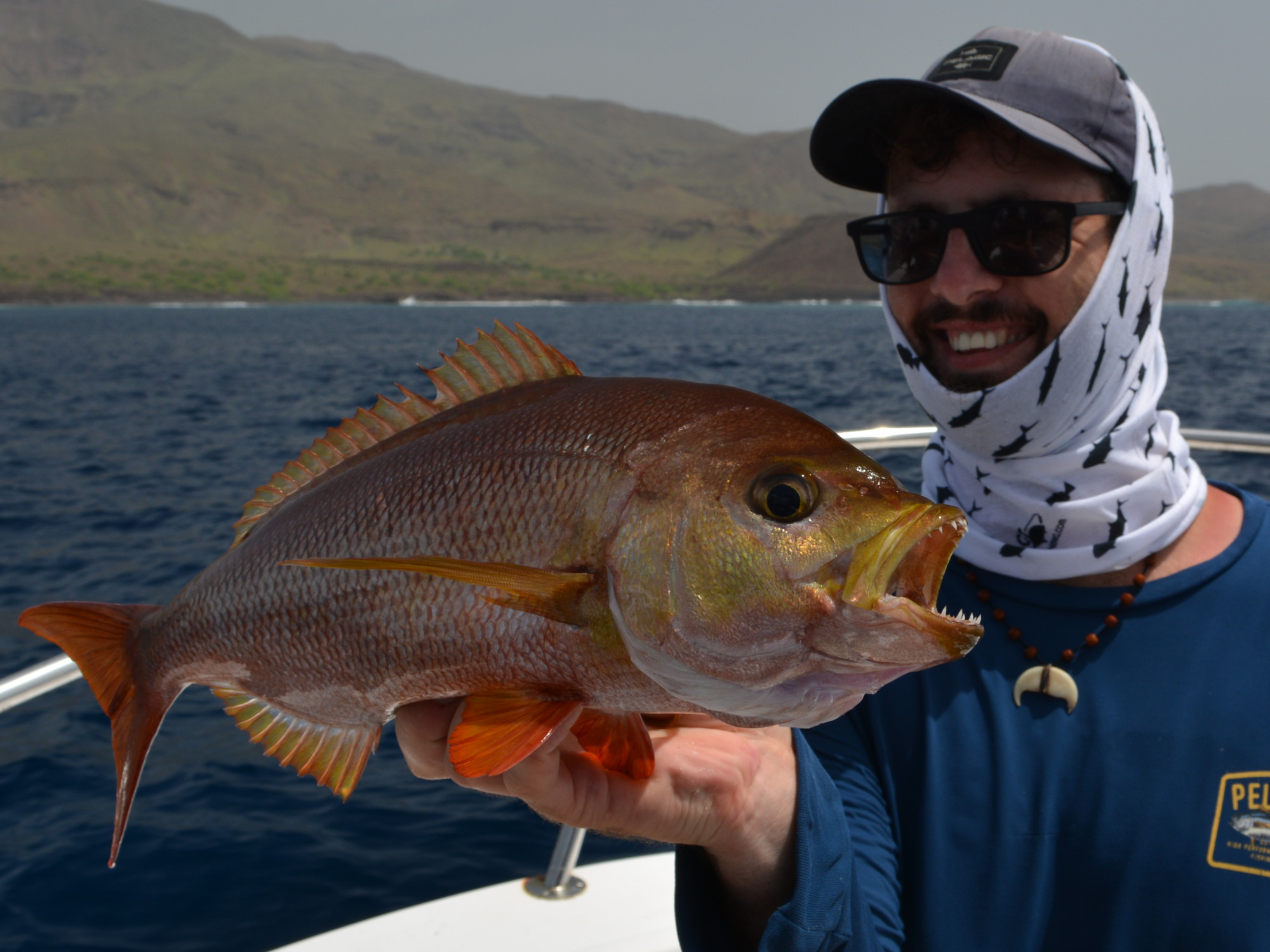 Endemischer bulldog dentex (Virididentex acromegalus) beim Jiggen, Cabo Verde