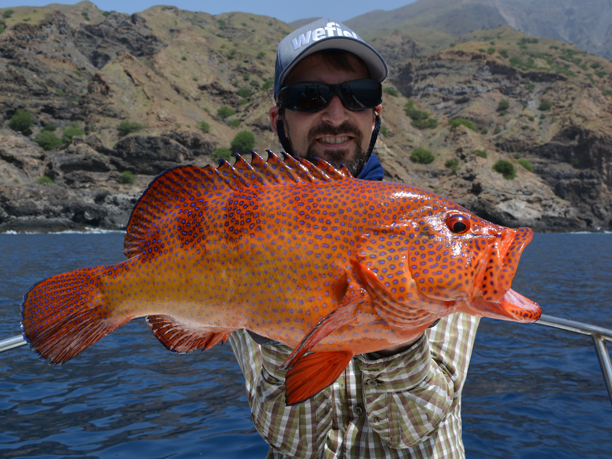 Westafrikanischer Juwelenbarsch (Cephalopholis taeniops) beim Jiggen, Cabo Verde.