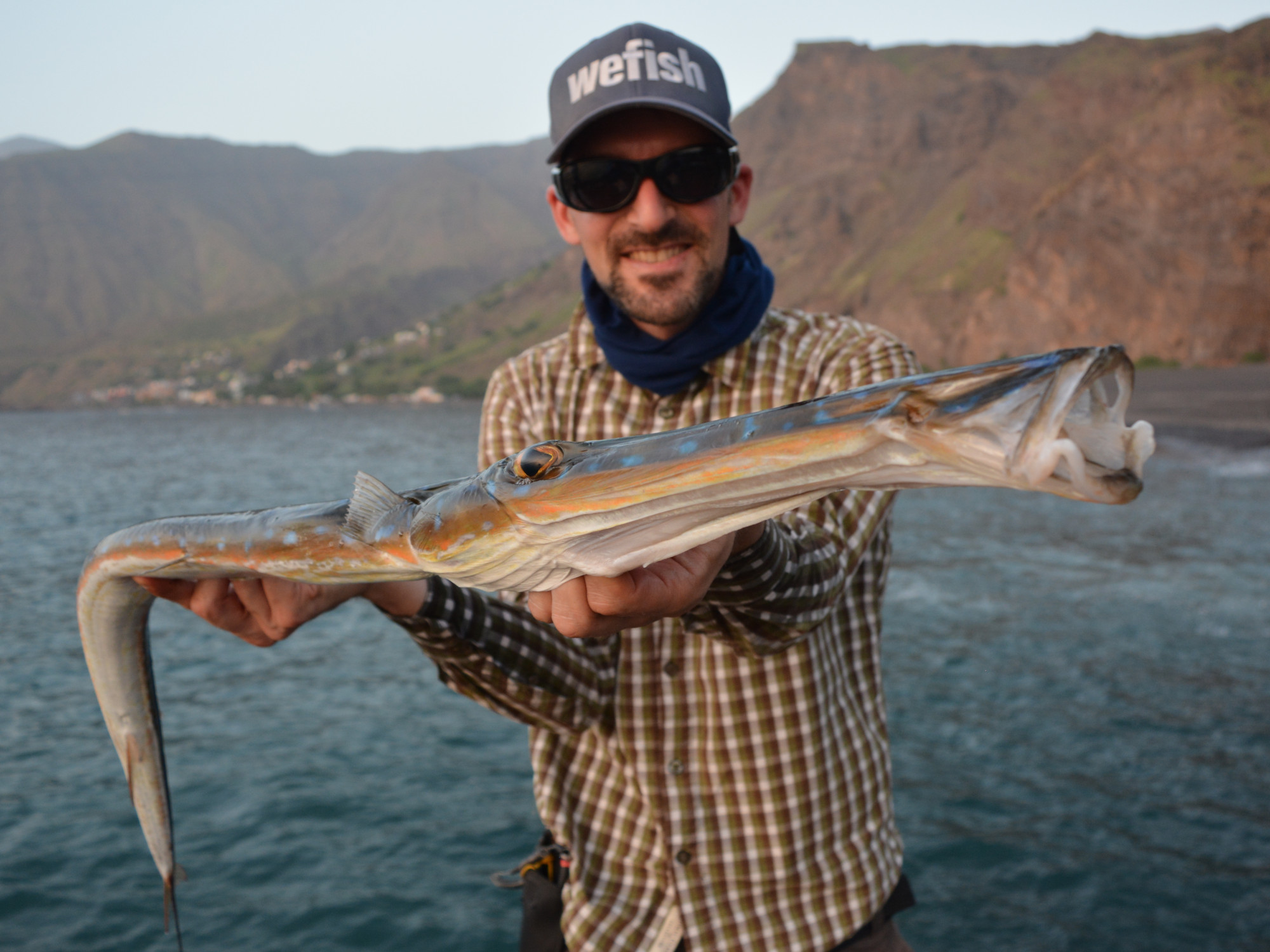 Blaupunkt-Flötenfisch (cornetfish, Fistularia tabacaria) beim rockfishing, Cabo Verde