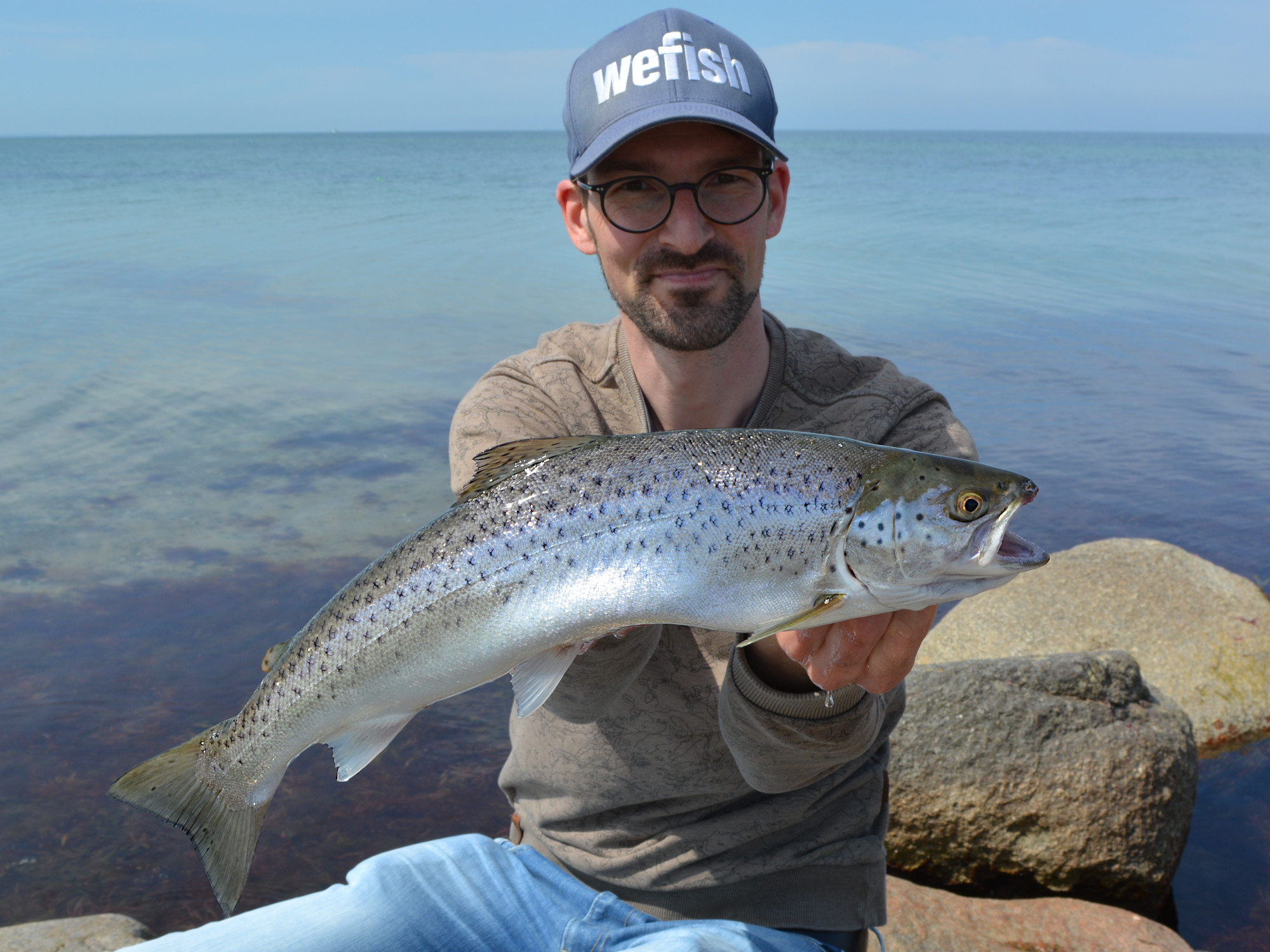 Meeforelle (Salmo trutta trutta) beim Hornhechtangeln an der Ostsee