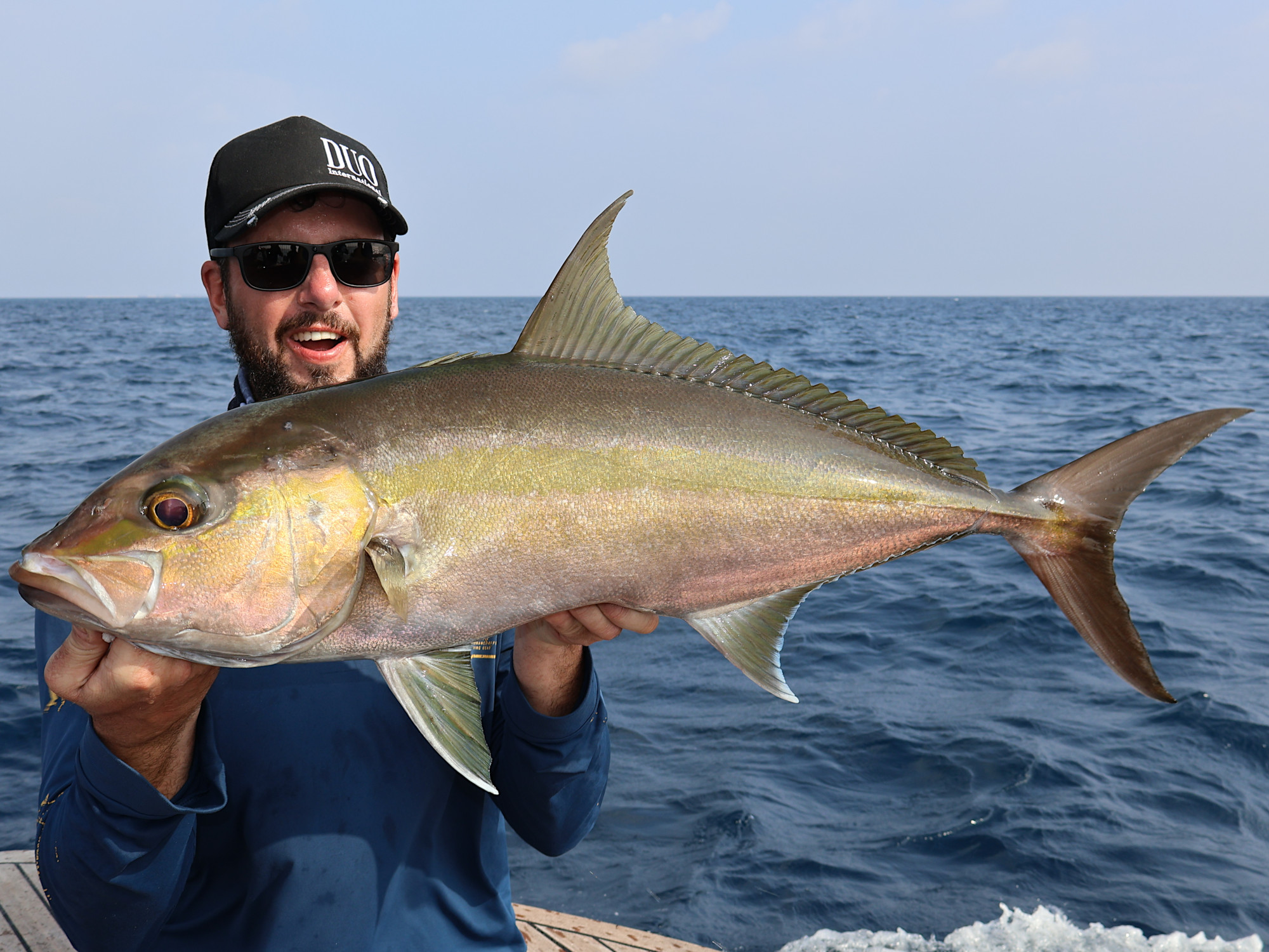 Greater Amberjack (Seriola dumerili) beim Angeln, Malediven