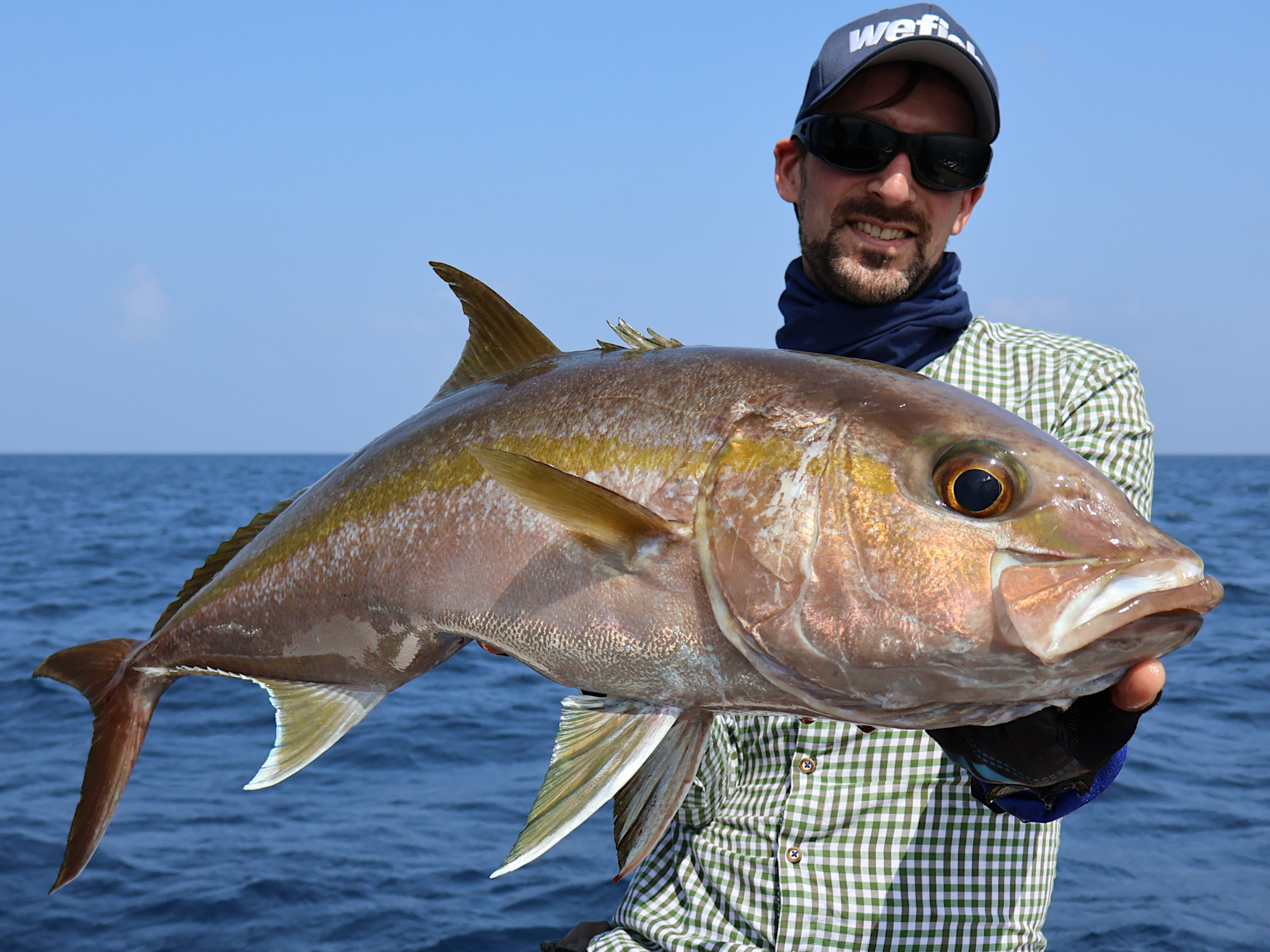 Greater Amberjack (Seriola dumerili) beim Jiggen, Malediven