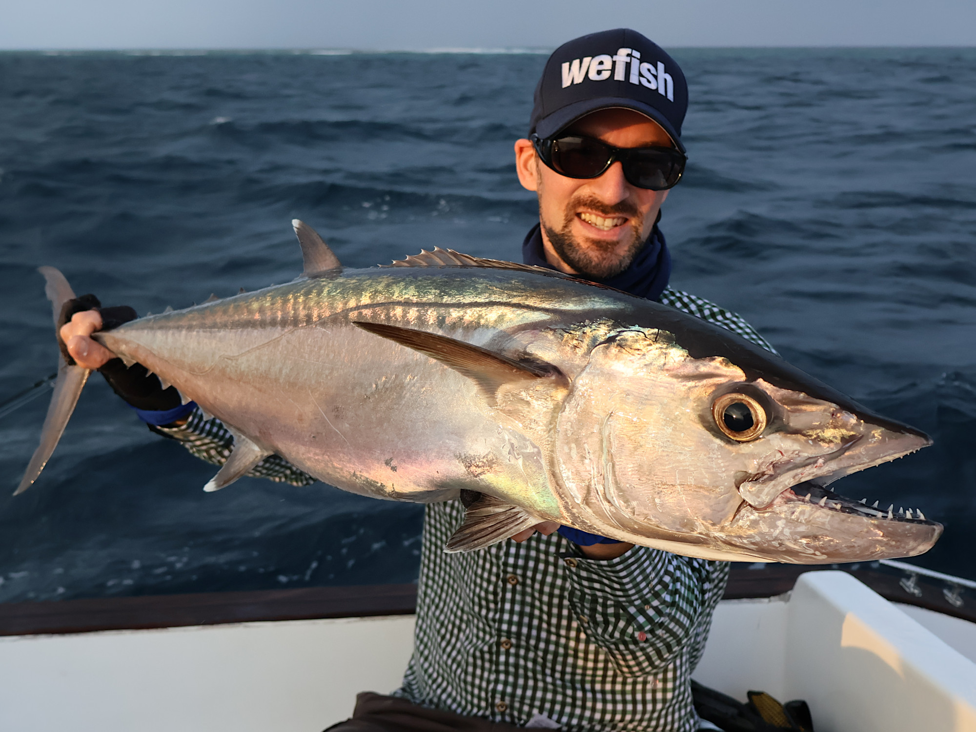 Einfarben-Thun (Dogtooth tuna, Gymnosarda unicolor), Malediven 