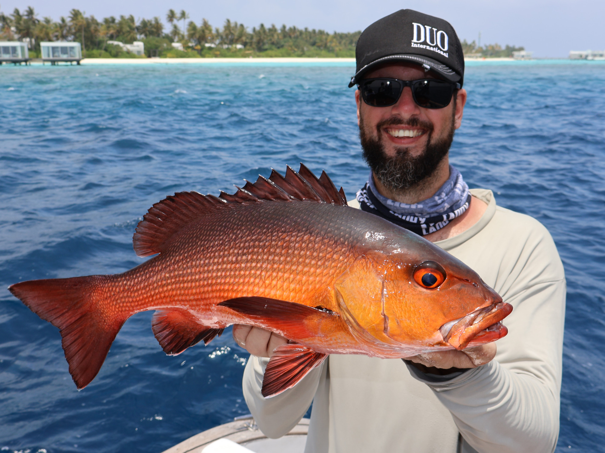 Two-spot red snapper (Lutjanus bohar) auf stickbait, Malediven
