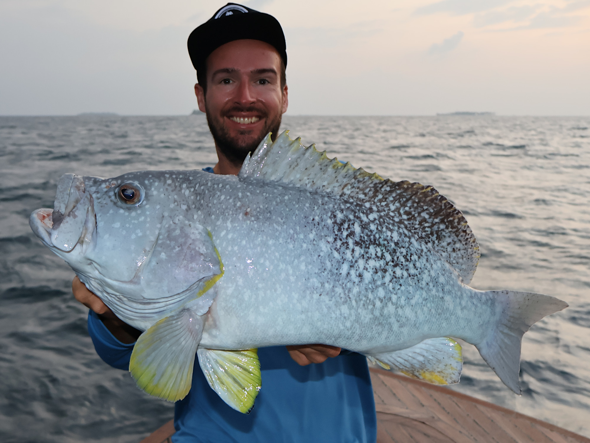 Orange-Zackenbarsch (Epinephelus flavocaeruleus) auf Nomad Squidtrex