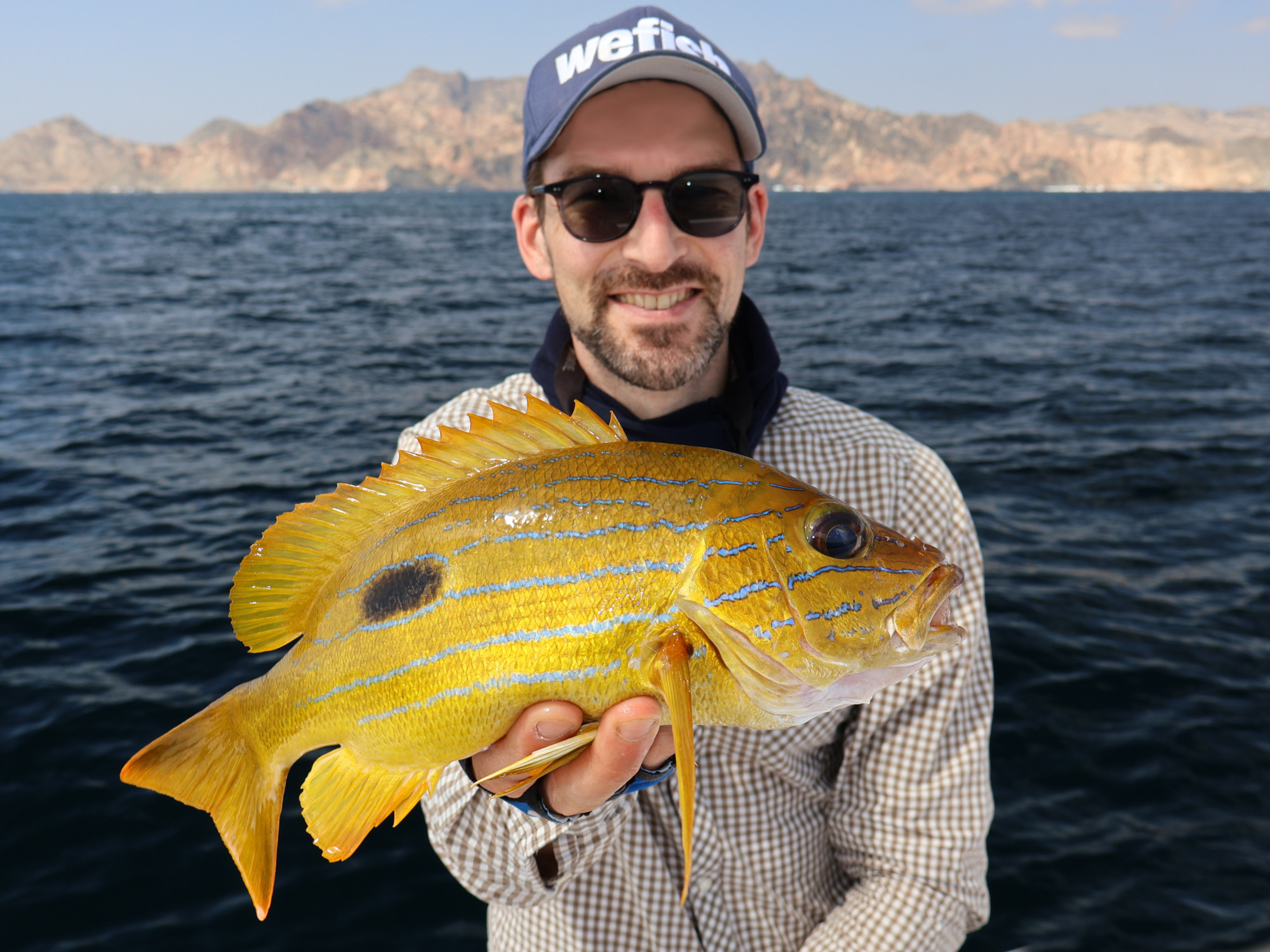 Schöner Blueline Snapper (Lutjanus coeruleolineatus), Oman Schöner Blueline Snapper (Lutjanus coeruleolineatus), Oman