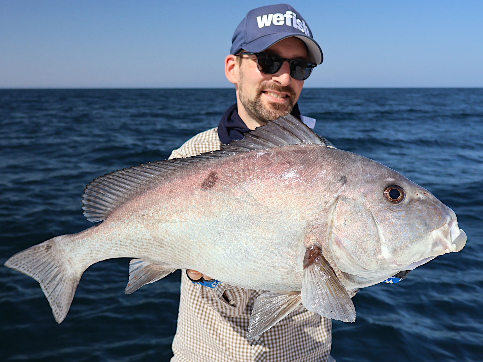 Silber-Süßlippe, painted sweetlips (Diagramma pictum) beim slow jigging, Oman Silber-Süßlippe, painted sweetlips (Diagramma pictum) beim slow jigging, Oman